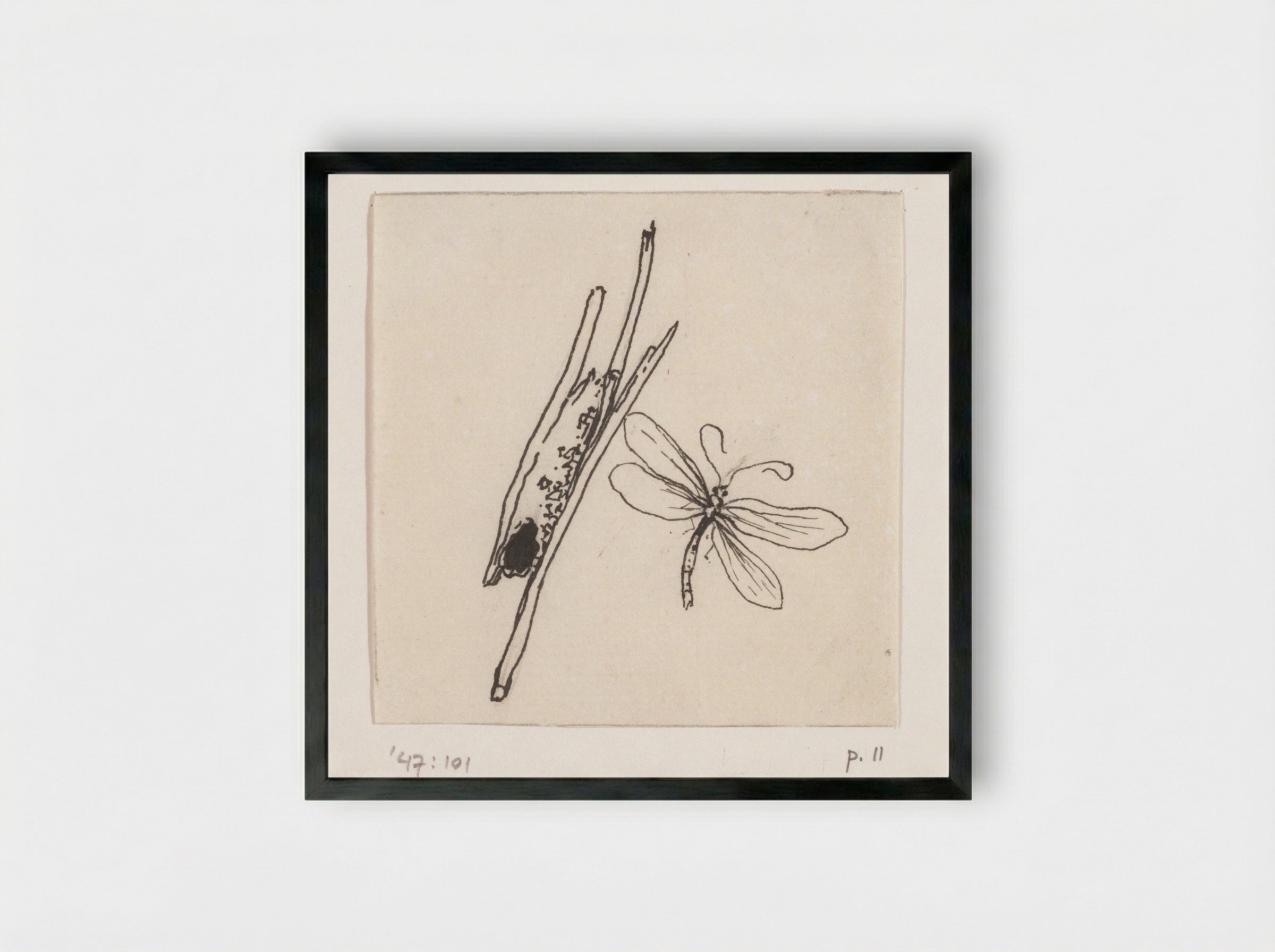 Kokerworm (Caddisfly Larva) - Willem Wenckebach - Framed Print Black