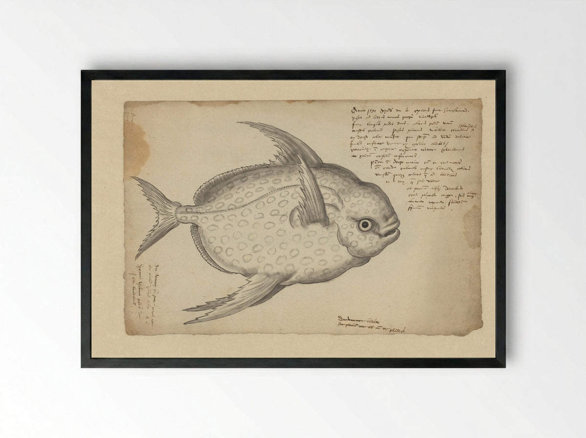 Koningsvis (Lampris guttatus) - Adriaen Coenen - Framed Print Black
