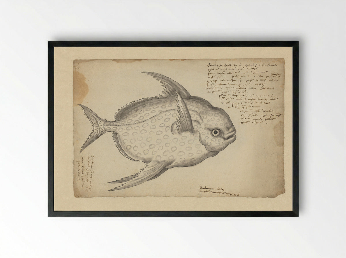 Koningsvis (Lampris guttatus) - Adriaen Coenen - Framed Print Black