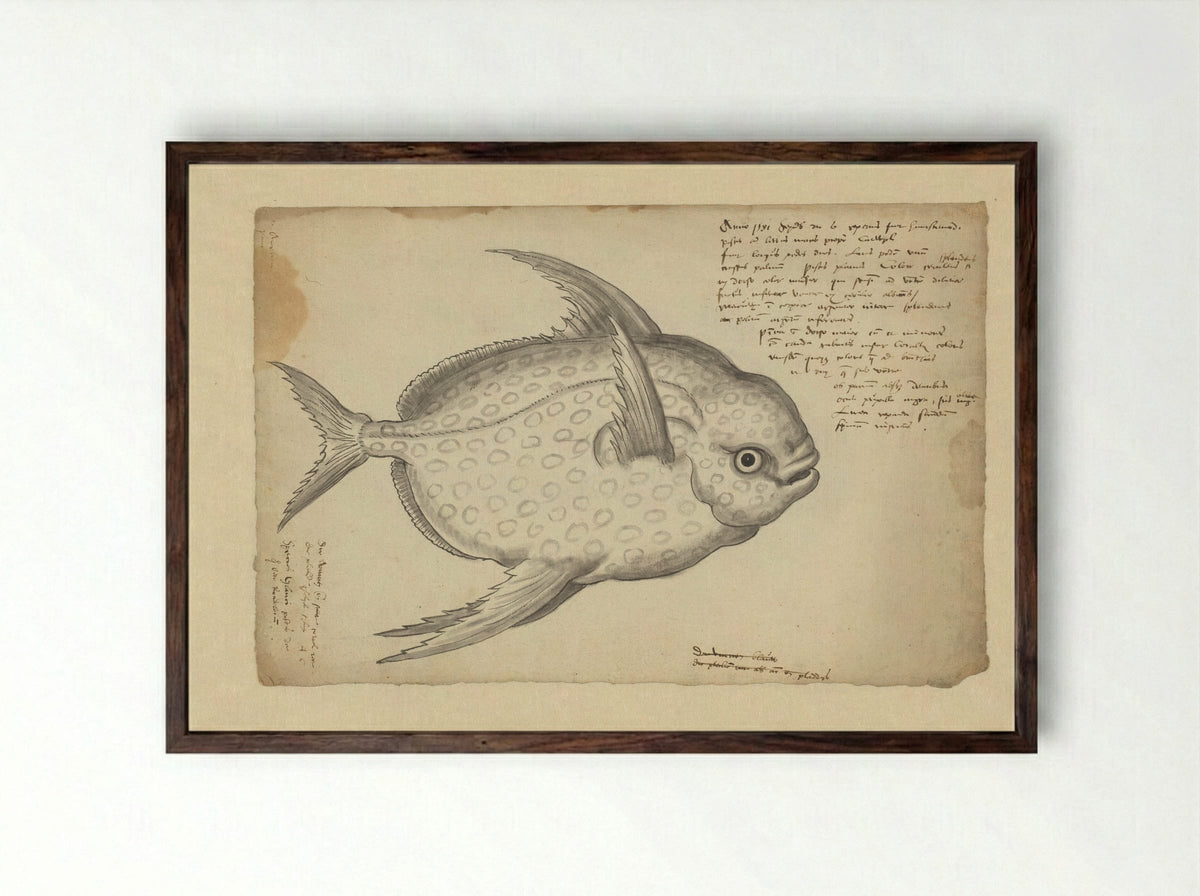 Koningsvis (Lampris guttatus) - Adriaen Coenen - Framed Print Dark Wood