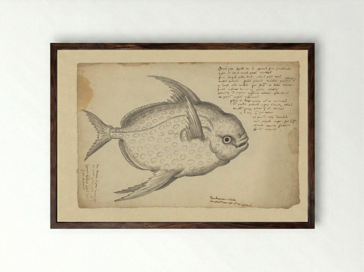 Koningsvis (Lampris guttatus) - Adriaen Coenen - Framed Print Dark Wood