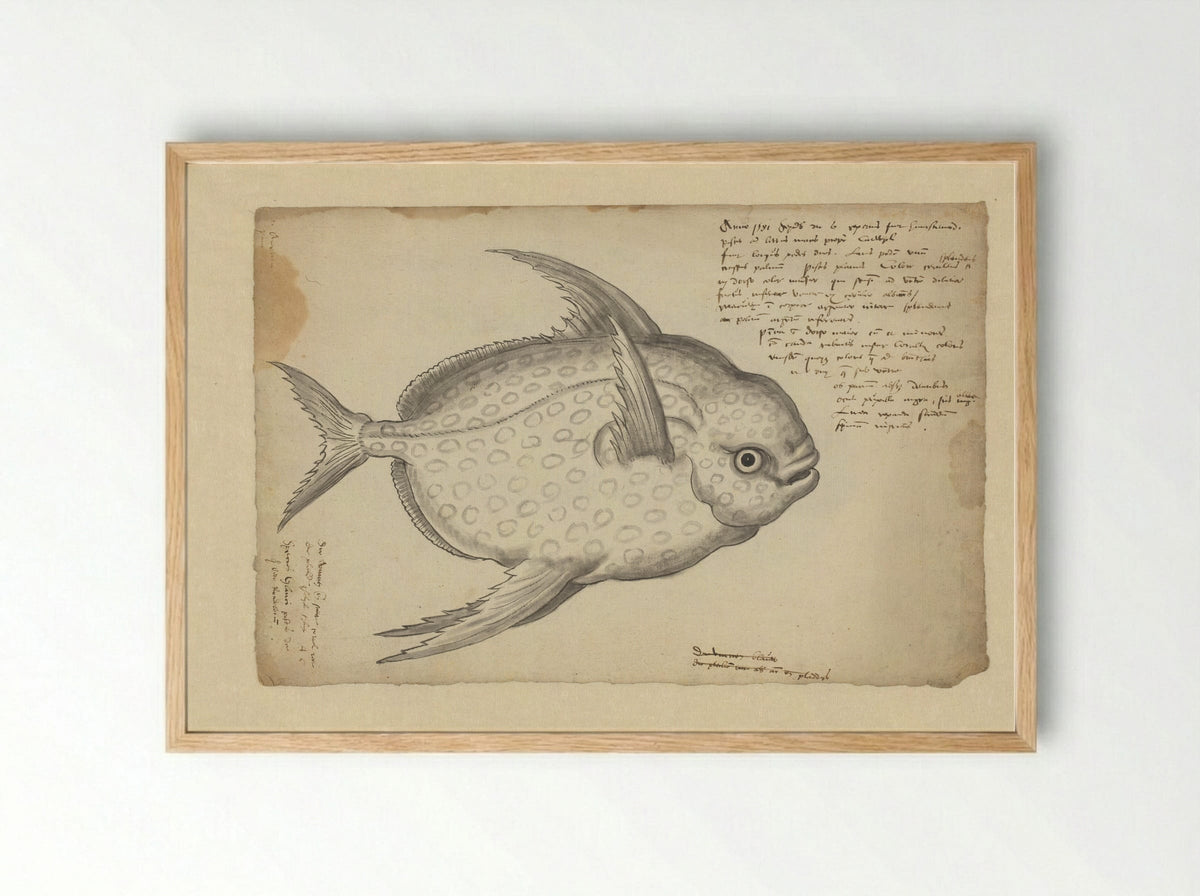 Koningsvis (Lampris guttatus) - Adriaen Coenen - Framed Print Wood