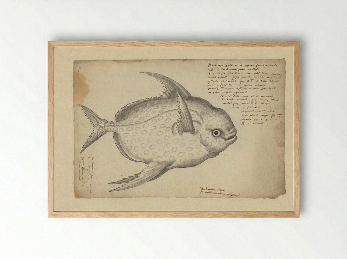Koningsvis (Lampris guttatus) - Adriaen Coenen - Framed Print Wood