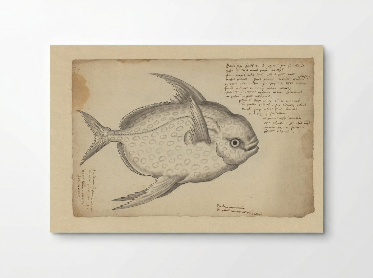 Koningsvis (Lampris guttatus) - Adriaen Coenen - Poster