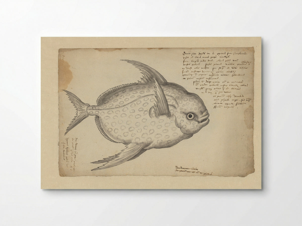Koningsvis (Lampris guttatus) - Adriaen Coenen - Poster