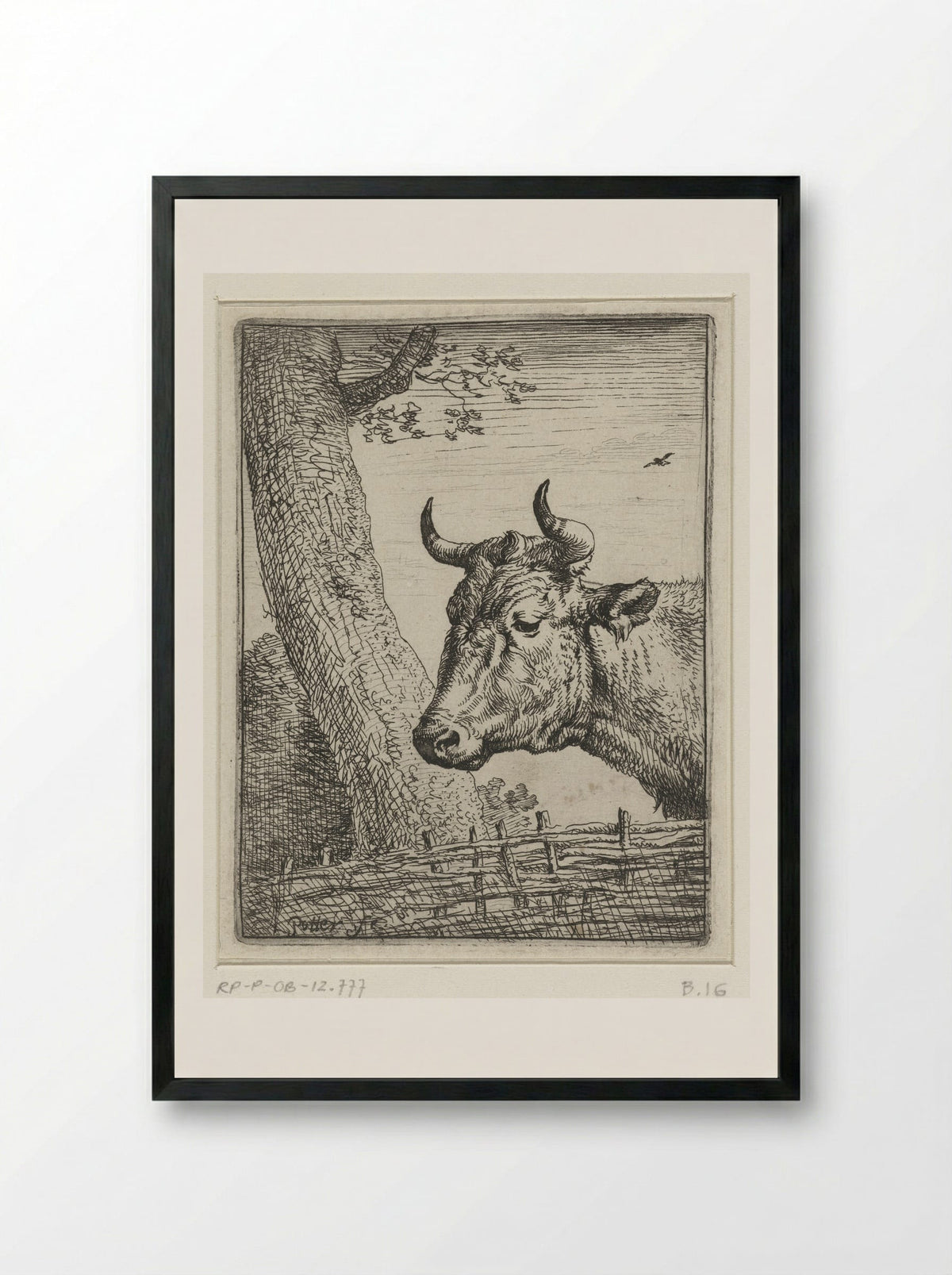 Kop van een koe (Head of a Cow) - Paulus Potter - Framed Print Black