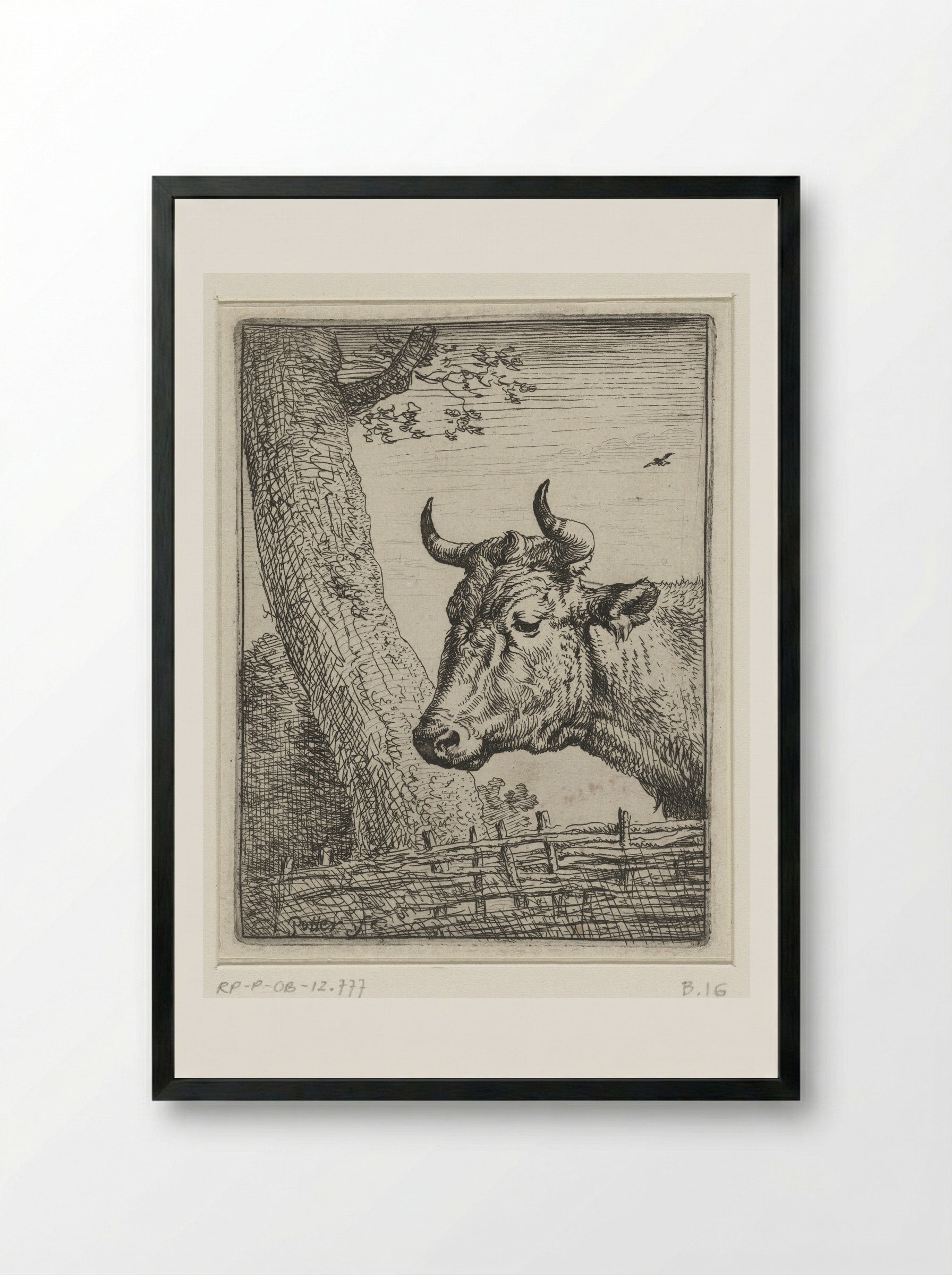 Kop van een koe (Head of a Cow) - Paulus Potter - Framed Print Black
