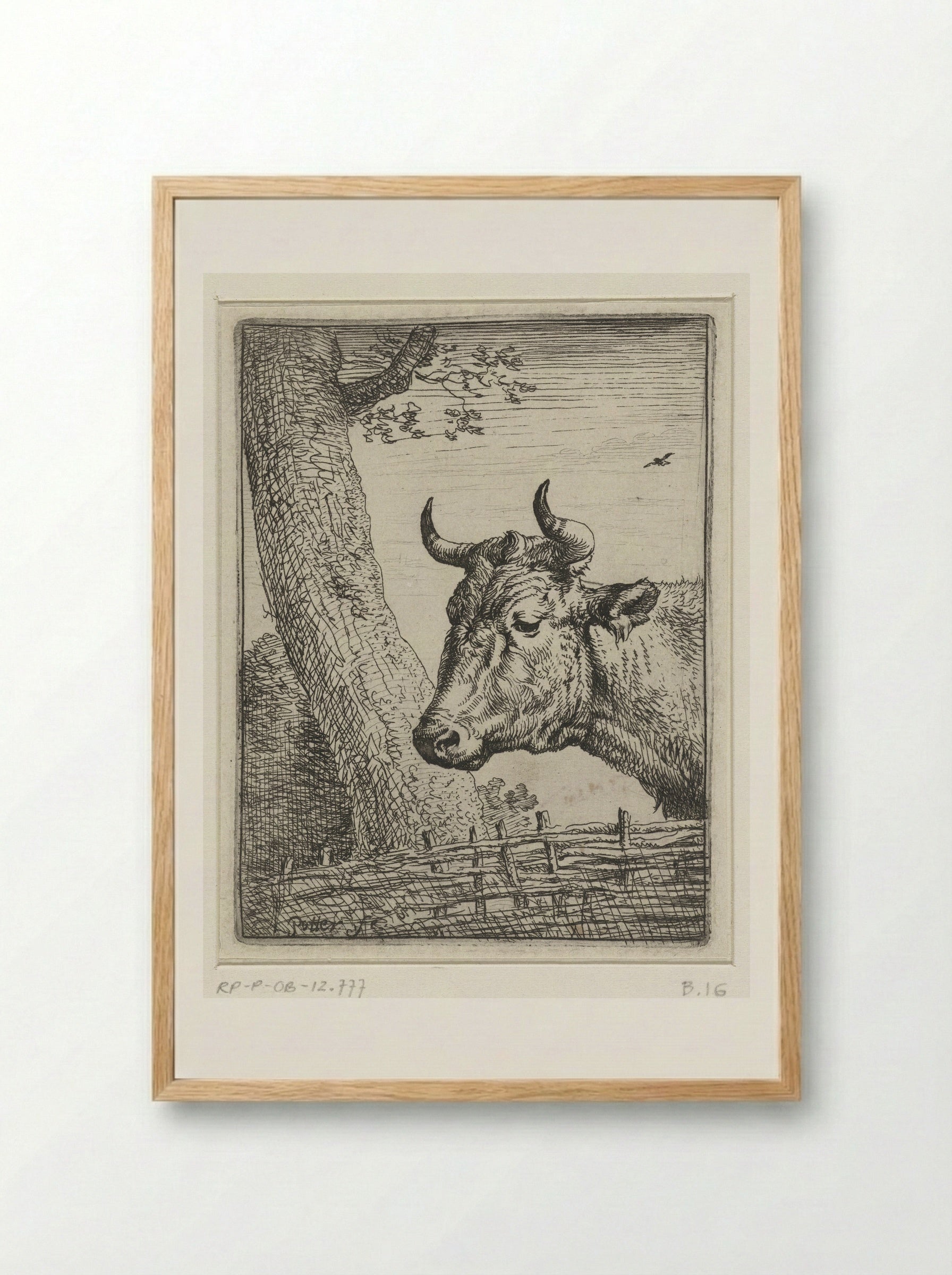 Kop van een koe (Head of a Cow) - Paulus Potter - Framed Print Wood