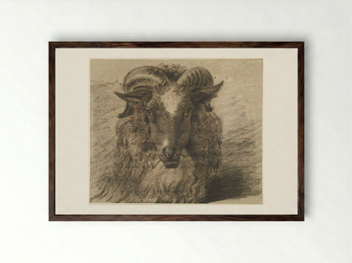 Kop van een ram - Hendrik Stokvisch - Framed Print Dark Wood