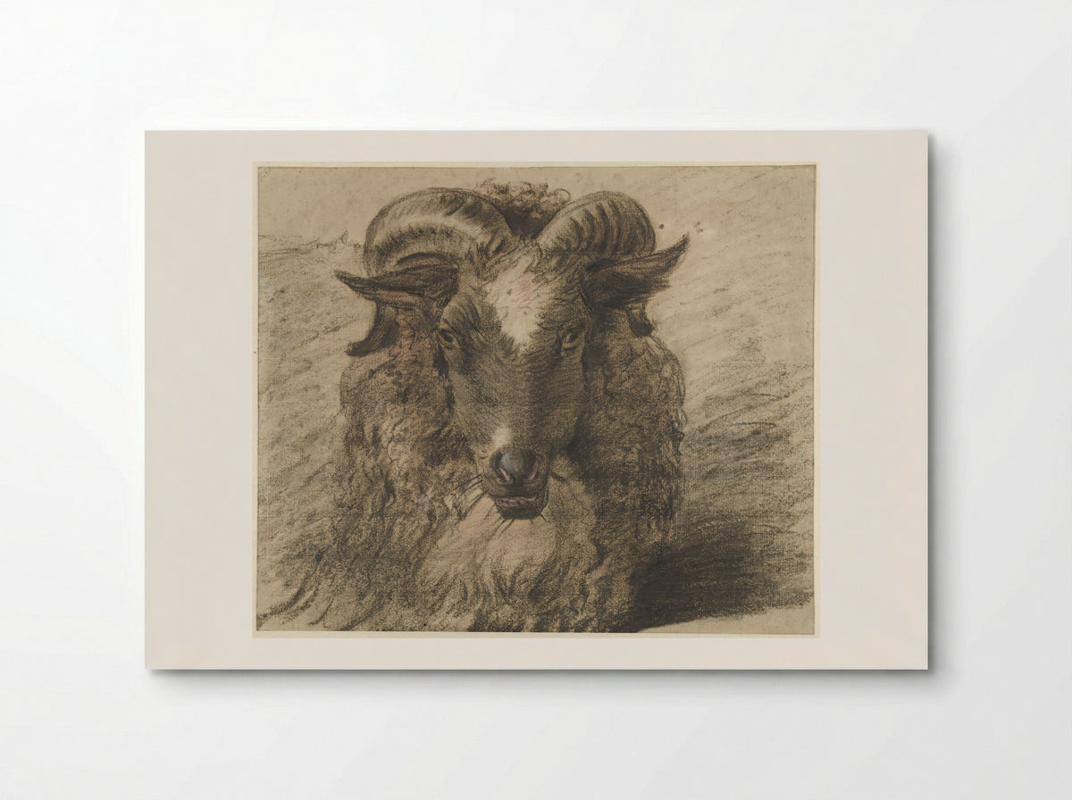 Kop van een ram - Hendrik Stokvisch - Poster