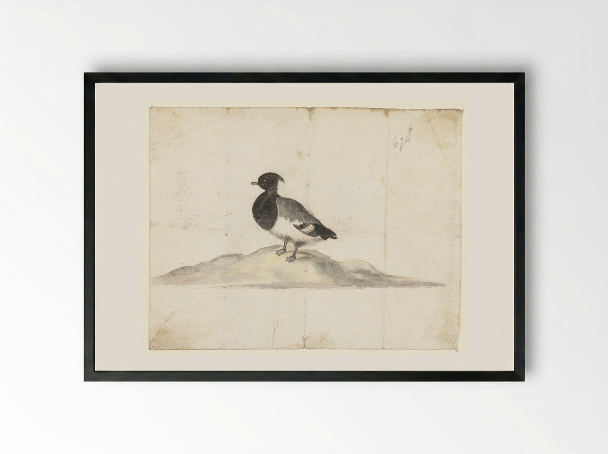 Kuifeend (Tufted Duck) - Anna Cornelia Moda - Framed Print Black