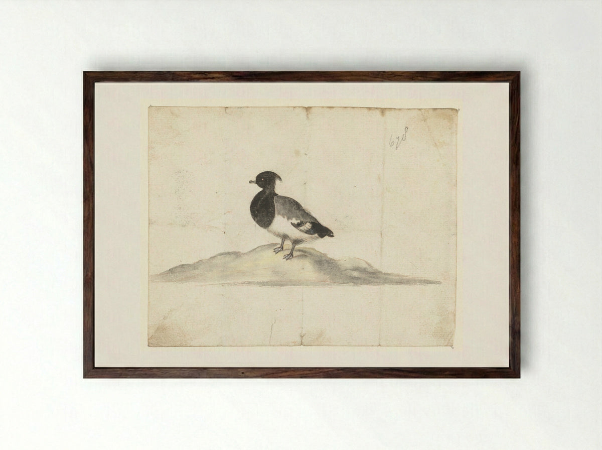 Kuifeend (Tufted Duck) - Anna Cornelia Moda - Framed Print Dark Wood