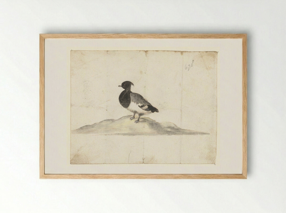 Kuifeend (Tufted Duck) - Anna Cornelia Moda - Framed Print Wood
