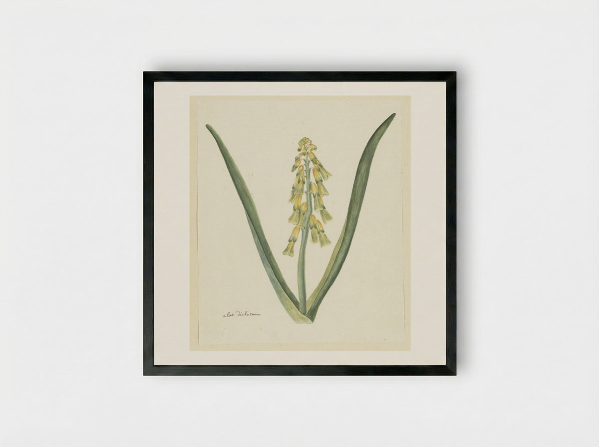 Lachenalia aloides - Robert Jacob Gordon - Framed Print Black
