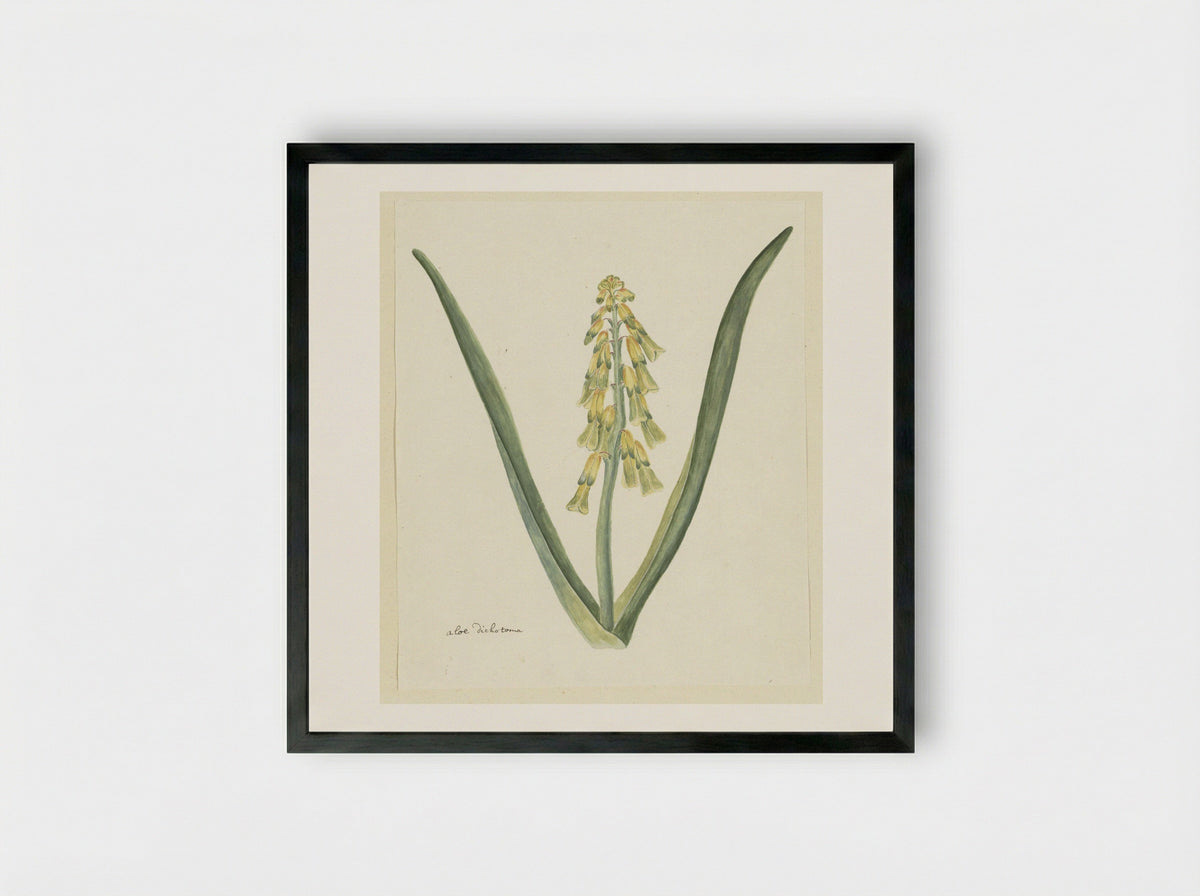 Lachenalia aloides - Robert Jacob Gordon - Framed Print Black