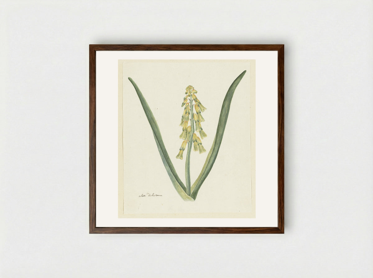 Lachenalia aloides - Robert Jacob Gordon - Framed Print Dark Wood
