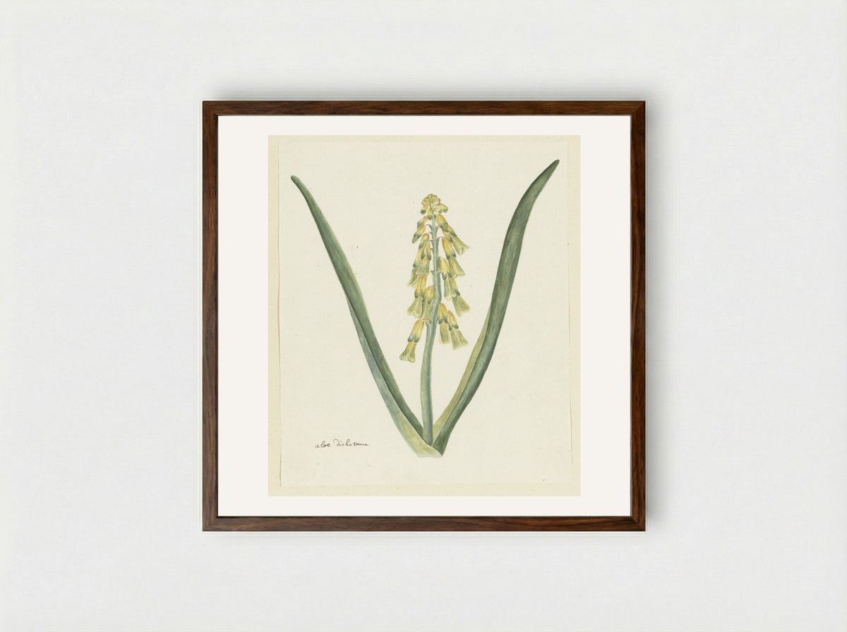 Lachenalia aloides - Robert Jacob Gordon - Framed Print Dark Wood