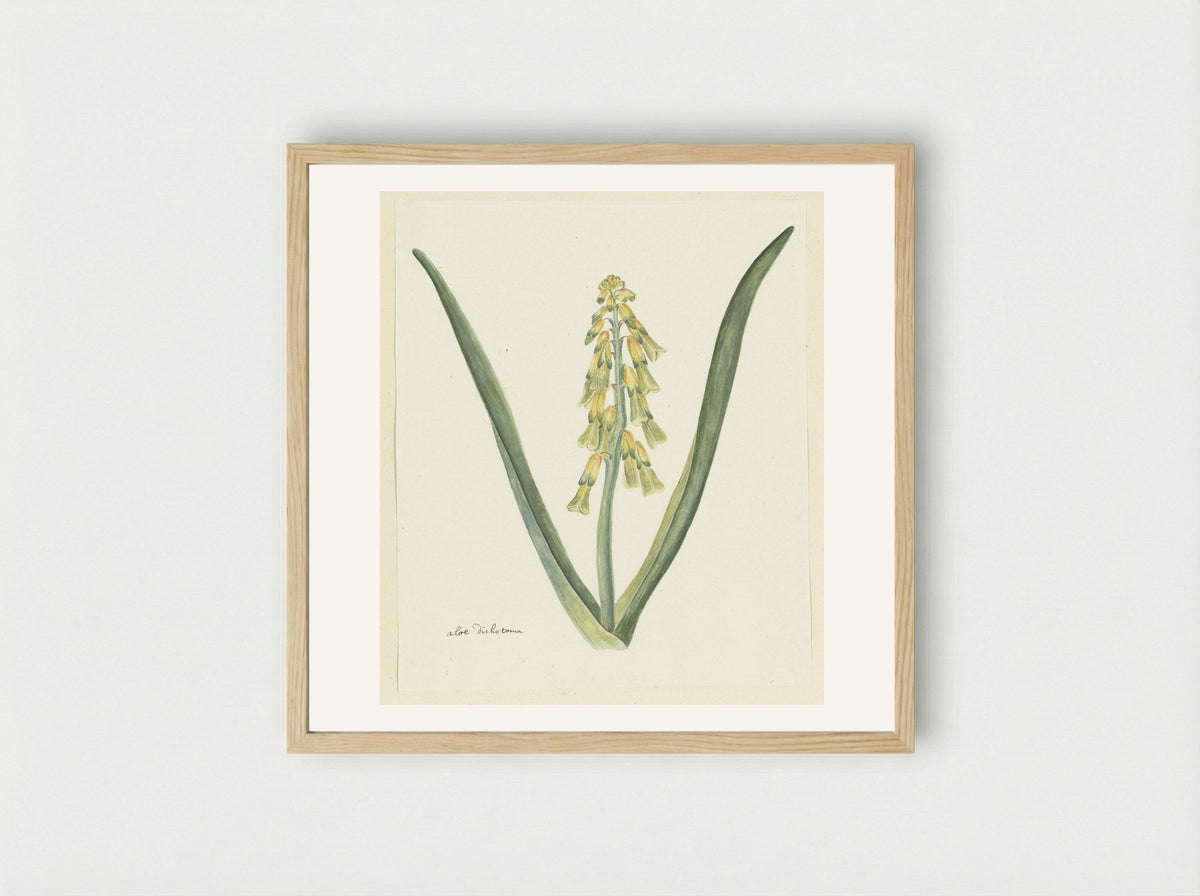 Lachenalia aloides - Robert Jacob Gordon - Framed Print Wood