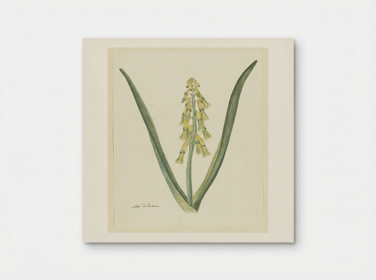 Lachenalia aloides - Robert Jacob Gordon - Poster