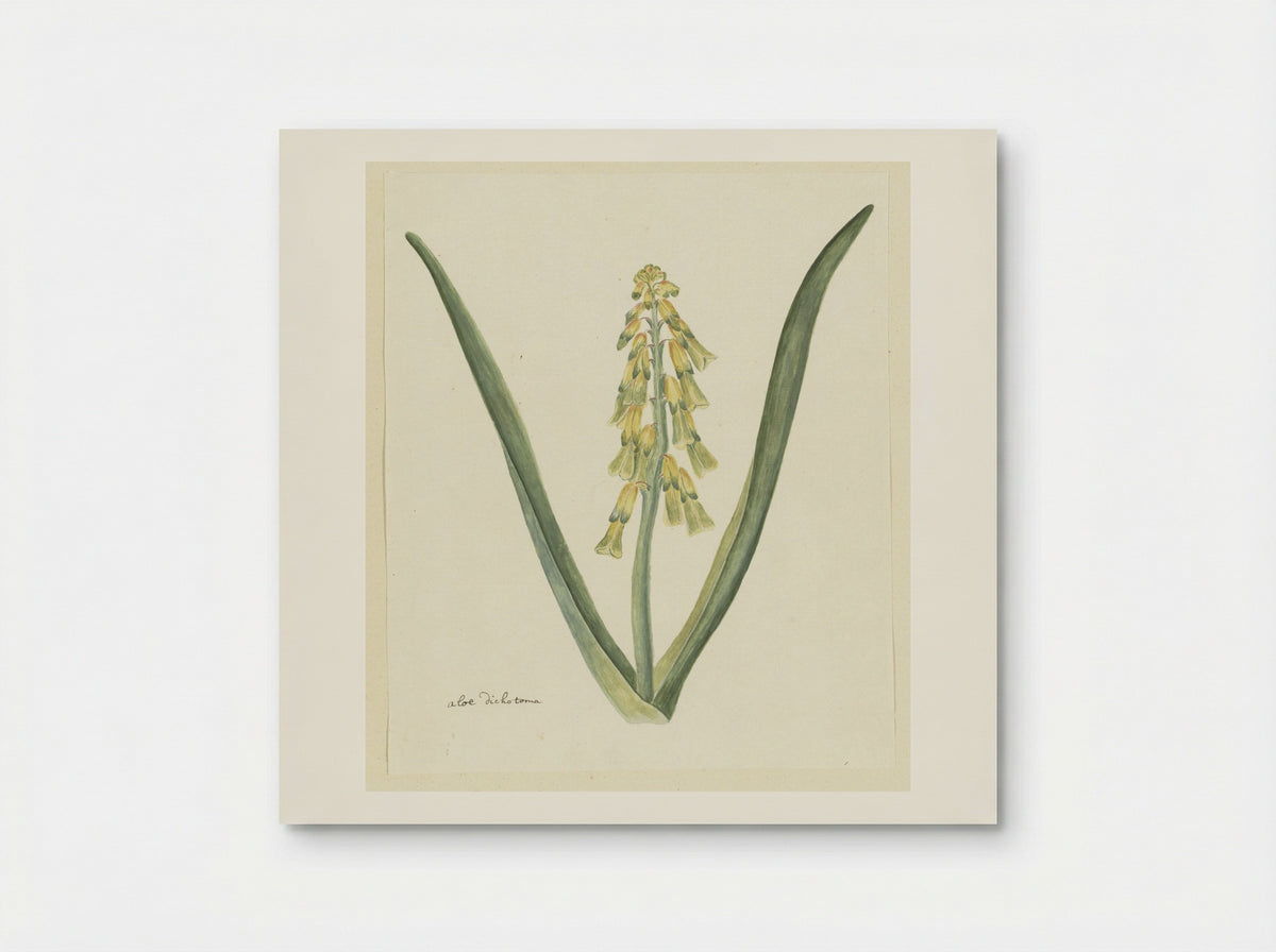 Lachenalia aloides - Robert Jacob Gordon - Poster