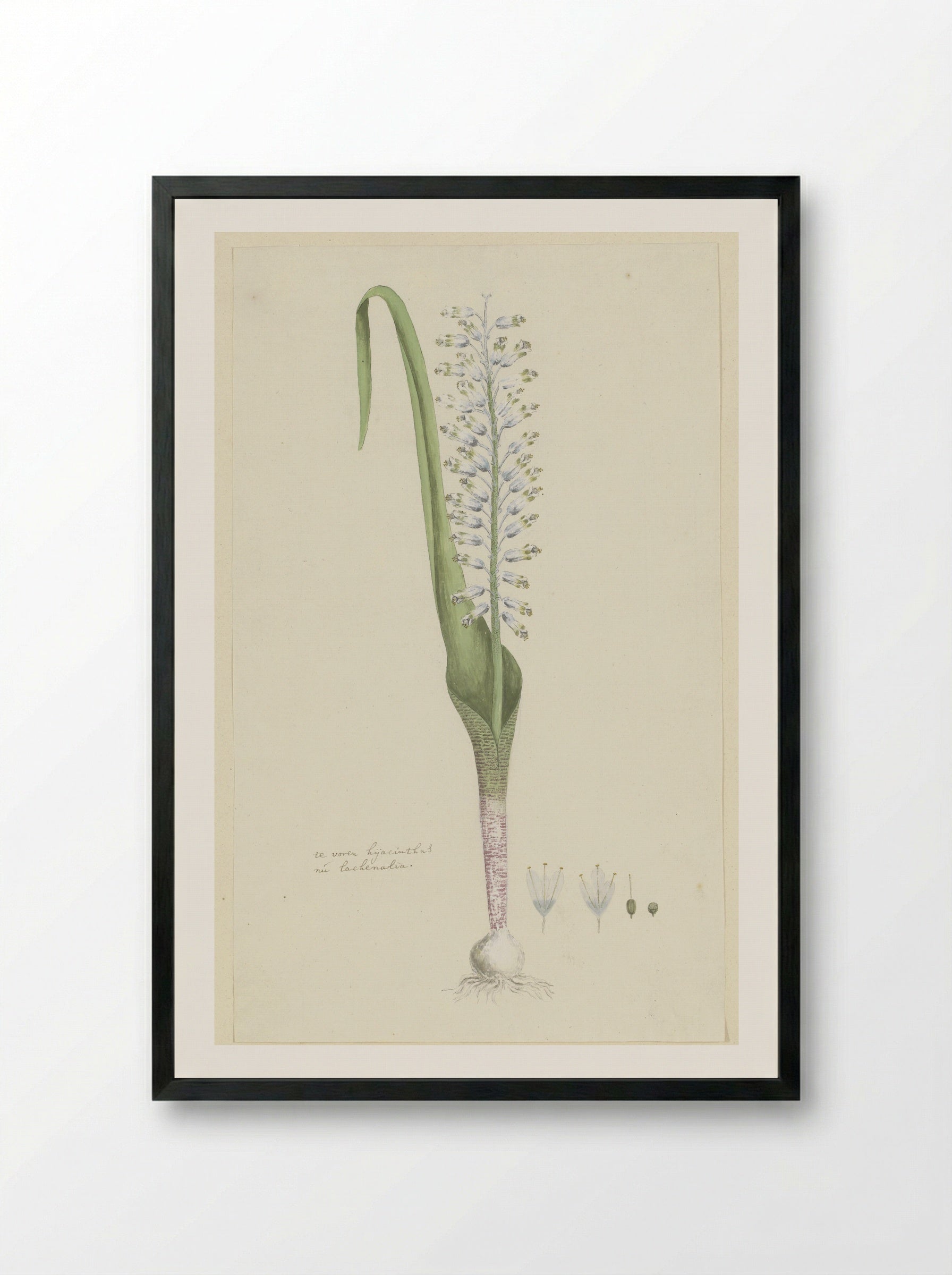 Lachenalia unifolia - Robert Jacob Gordon - Framed Print Black