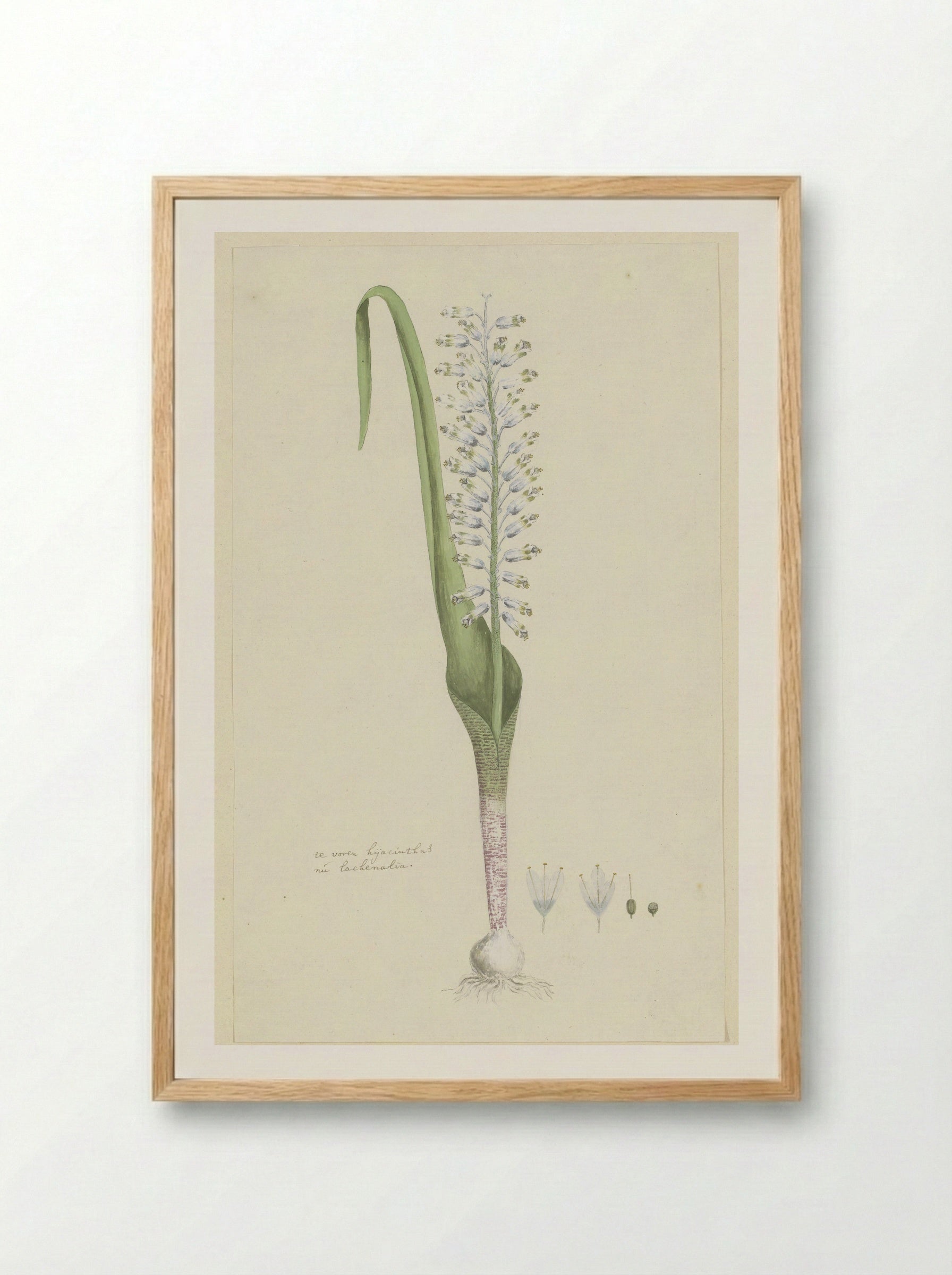 Lachenalia unifolia - Robert Jacob Gordon - Framed Print Wood
