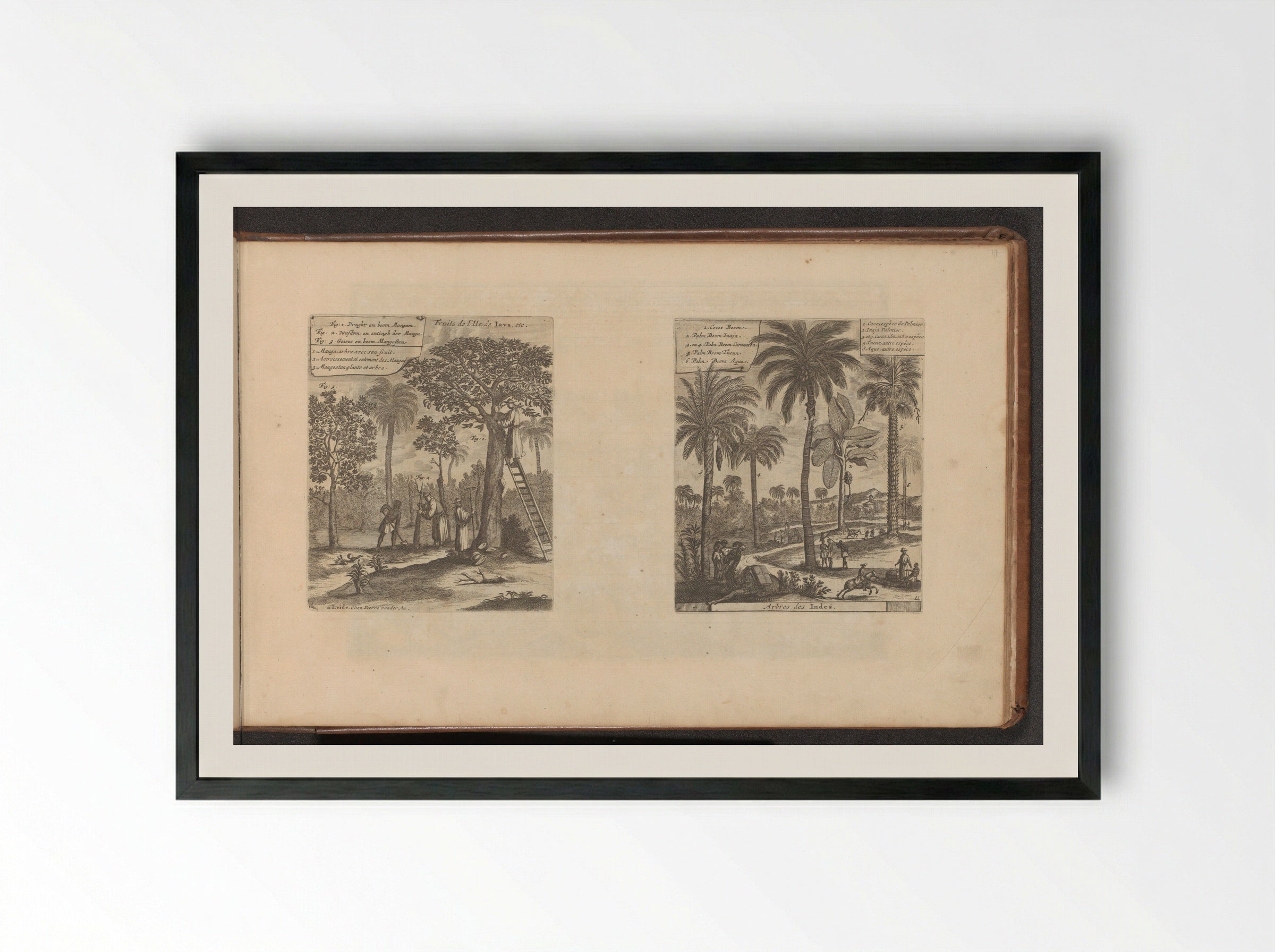 Landschappen met mangobomen, kokos- en palmbomen - Romeyn de Hooghe - Framed Print Black