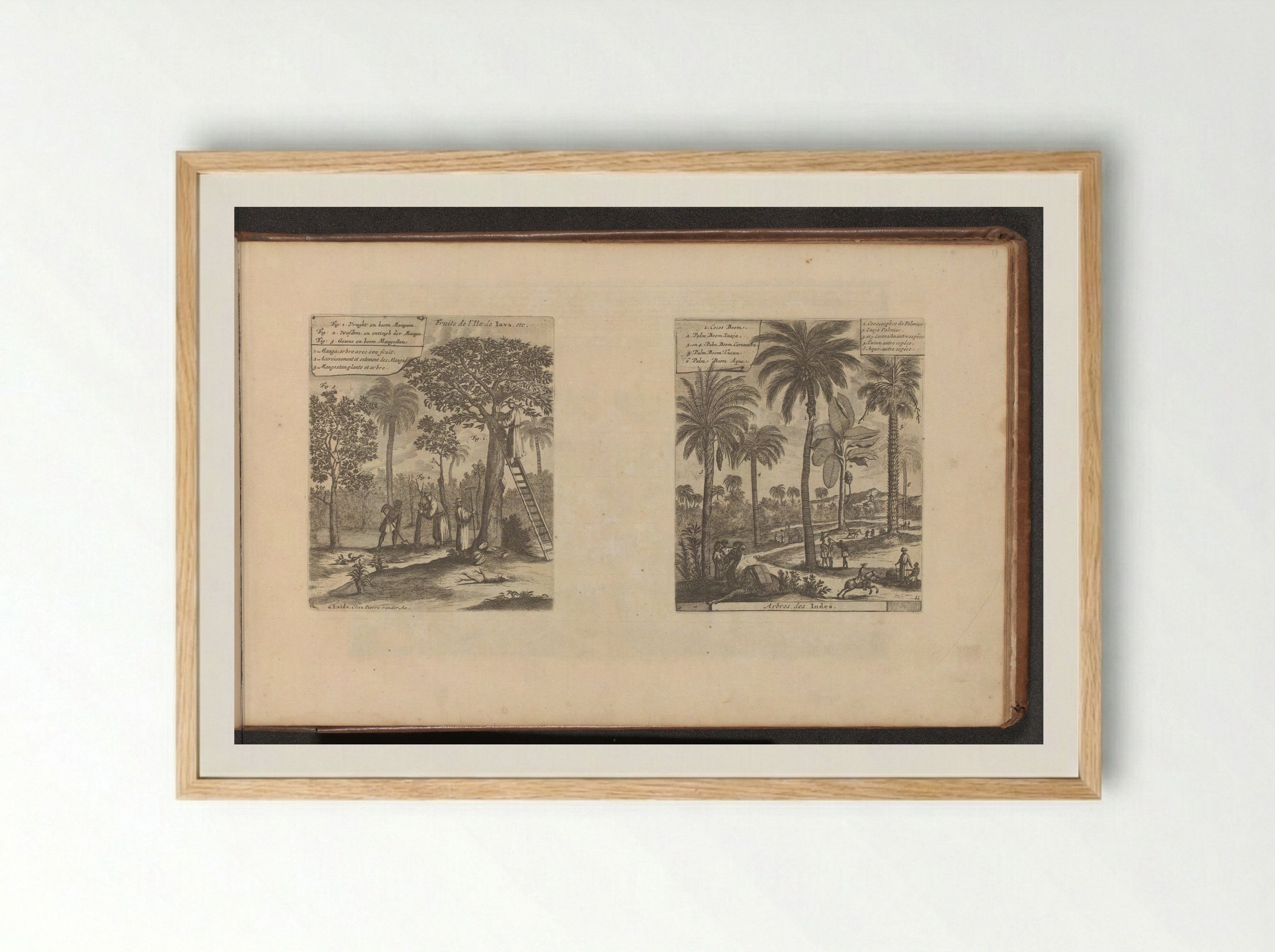Landschappen met mangobomen, kokos- en palmbomen - Romeyn de Hooghe - Framed Print Wood