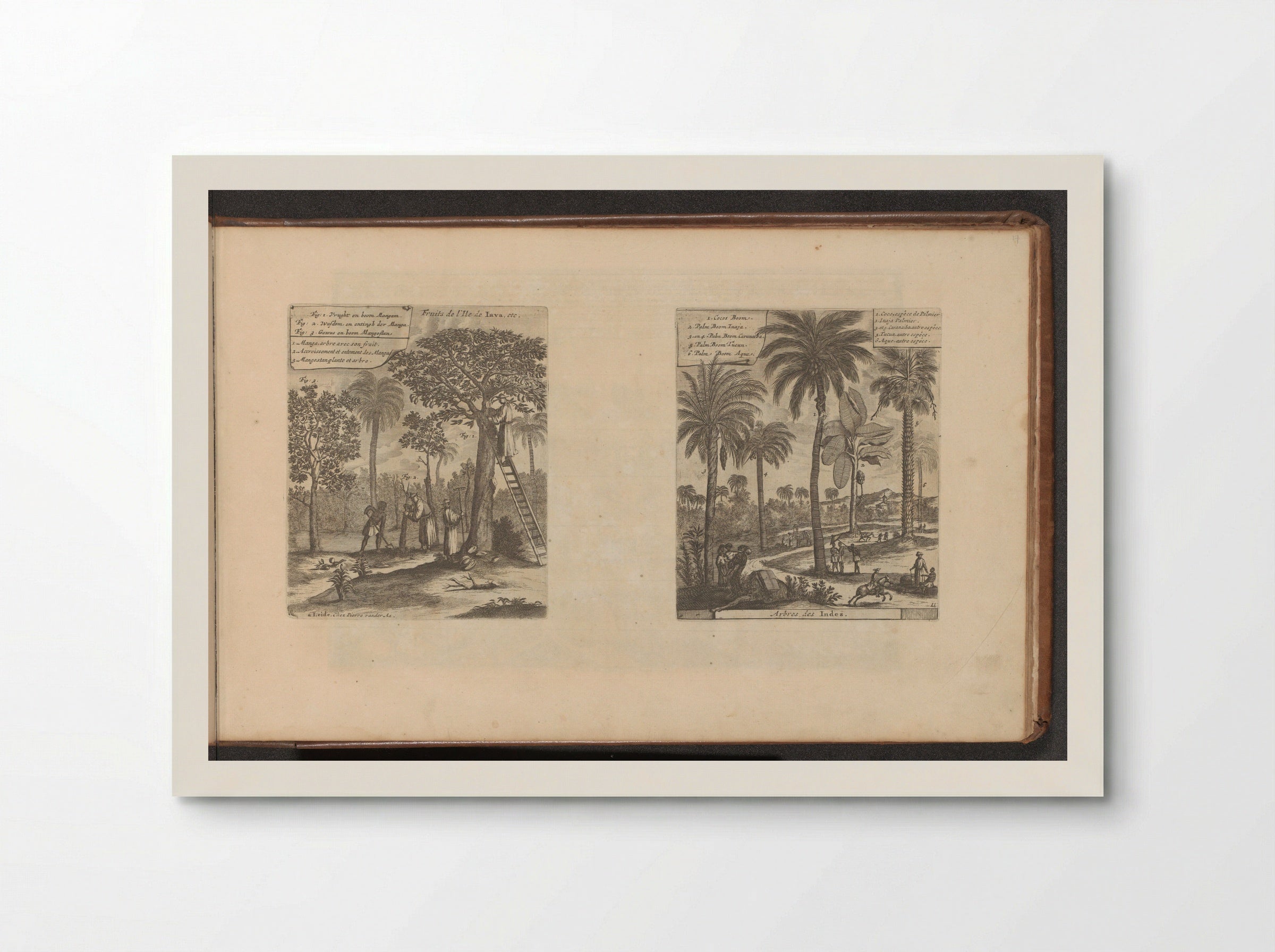 Landschappen met mangobomen, kokos- en palmbomen - Romeyn de Hooghe - Poster