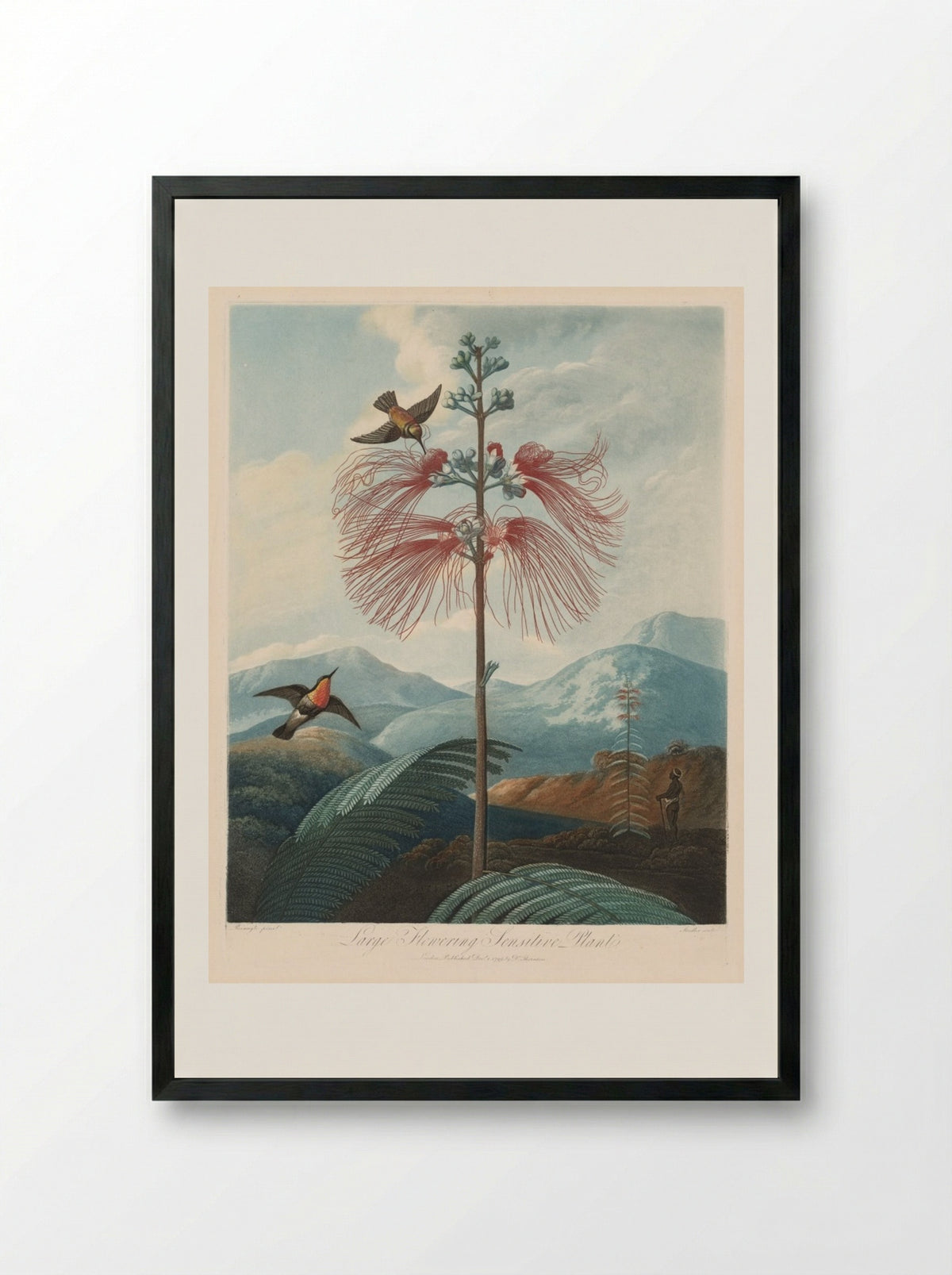 Large Flowering Sensitive Plant, Plate 16 - Joseph Constantine Stadler - Framed Print Black