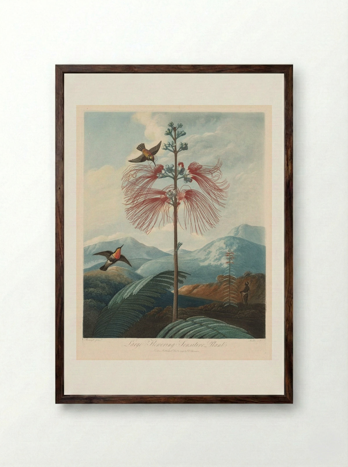Large Flowering Sensitive Plant, Plate 16 - Joseph Constantine Stadler - Framed Print Dark Wood