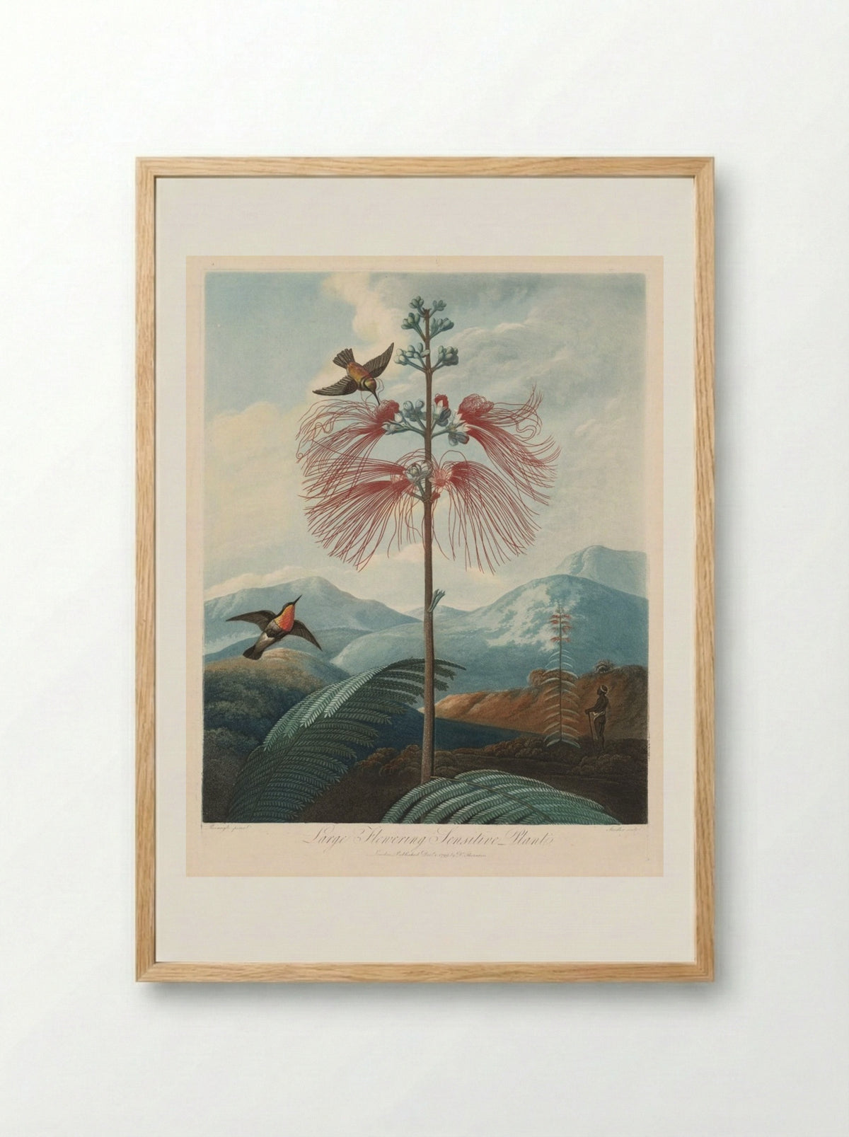Large Flowering Sensitive Plant, Plate 16 - Joseph Constantine Stadler - Framed Print Wood