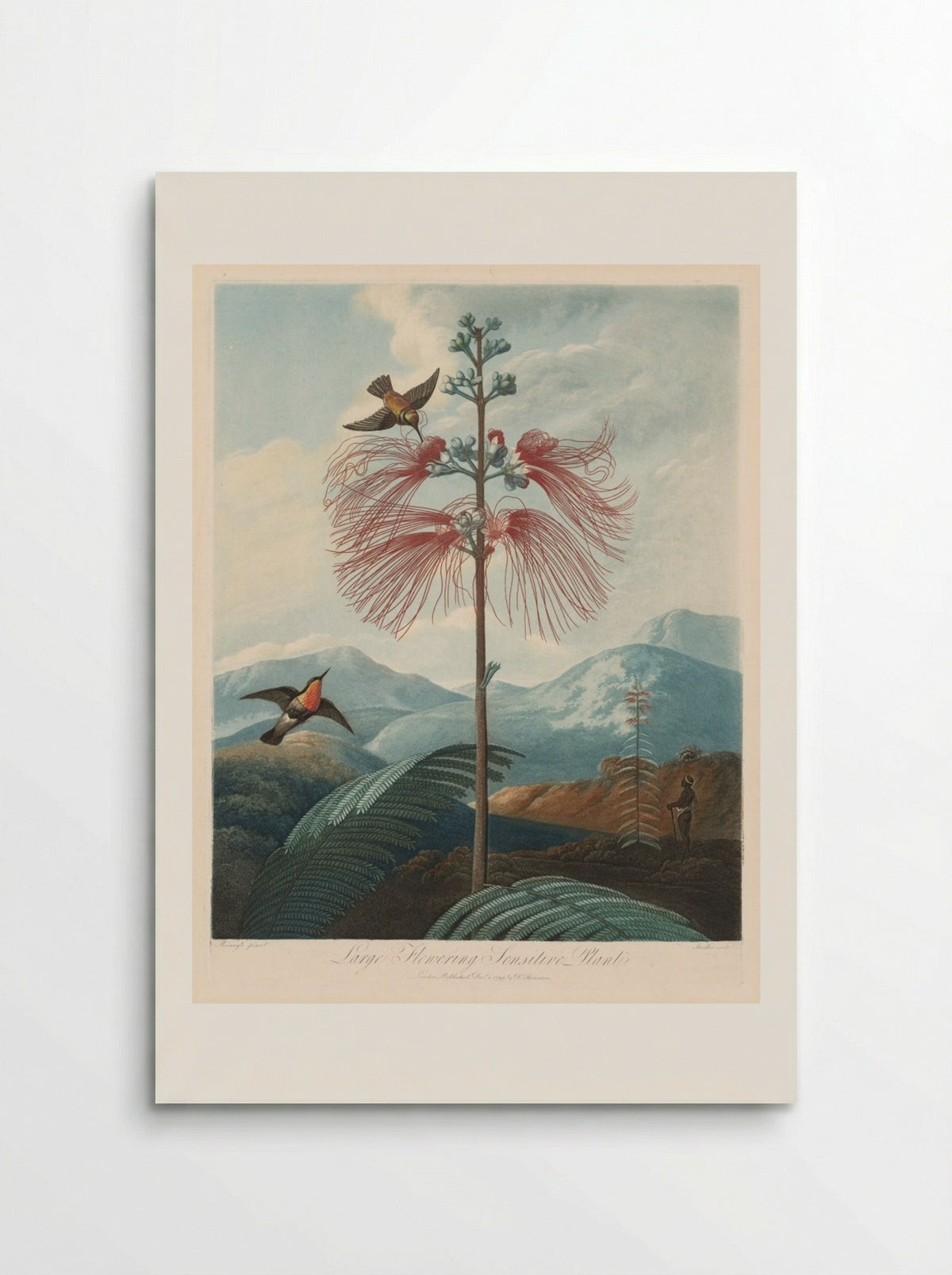 Large Flowering Sensitive Plant, Plate 16 - Joseph Constantine Stadler - Poster