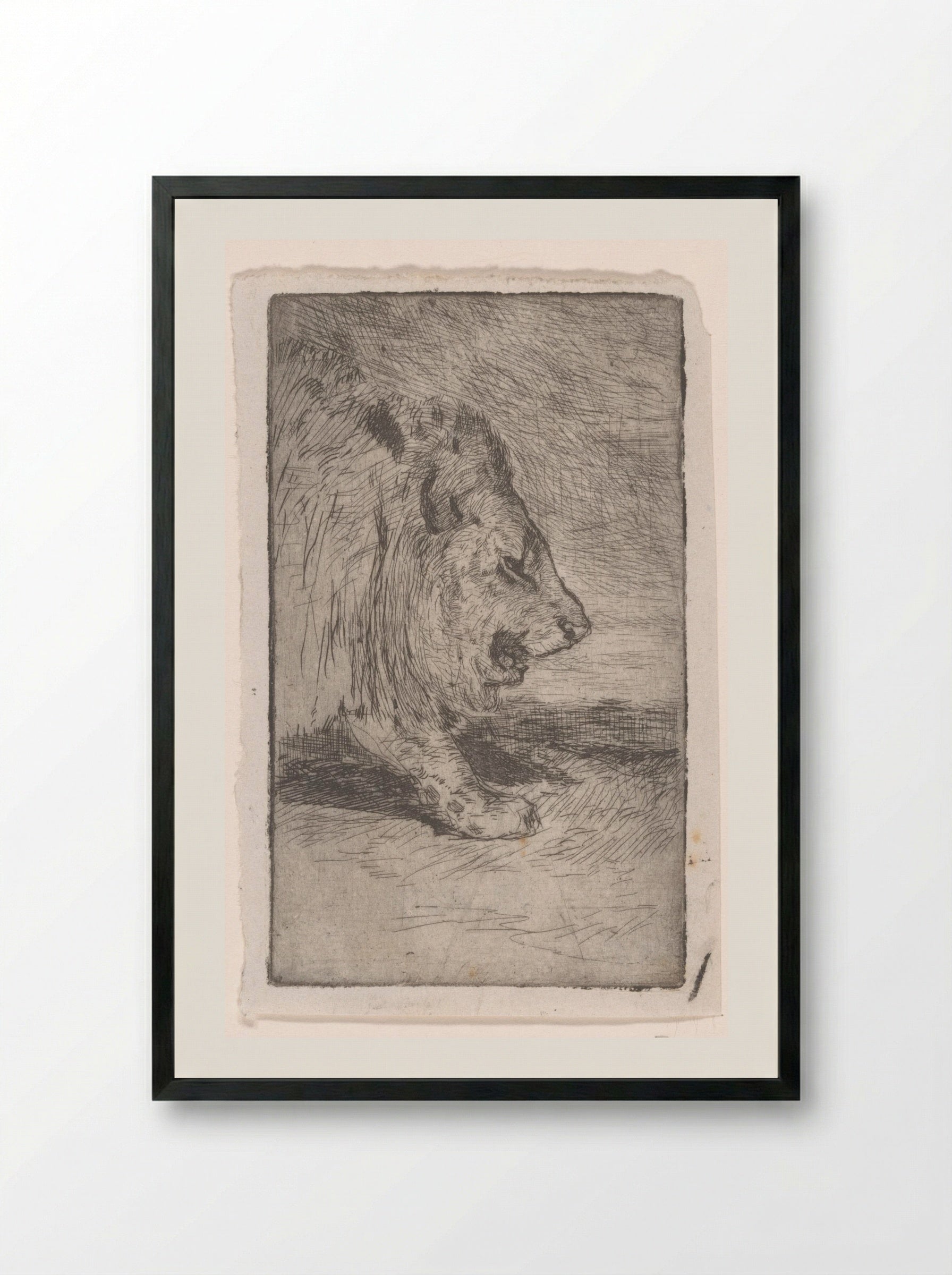 Leeuw (Lion) - Philip Zilcken - Framed Print Black