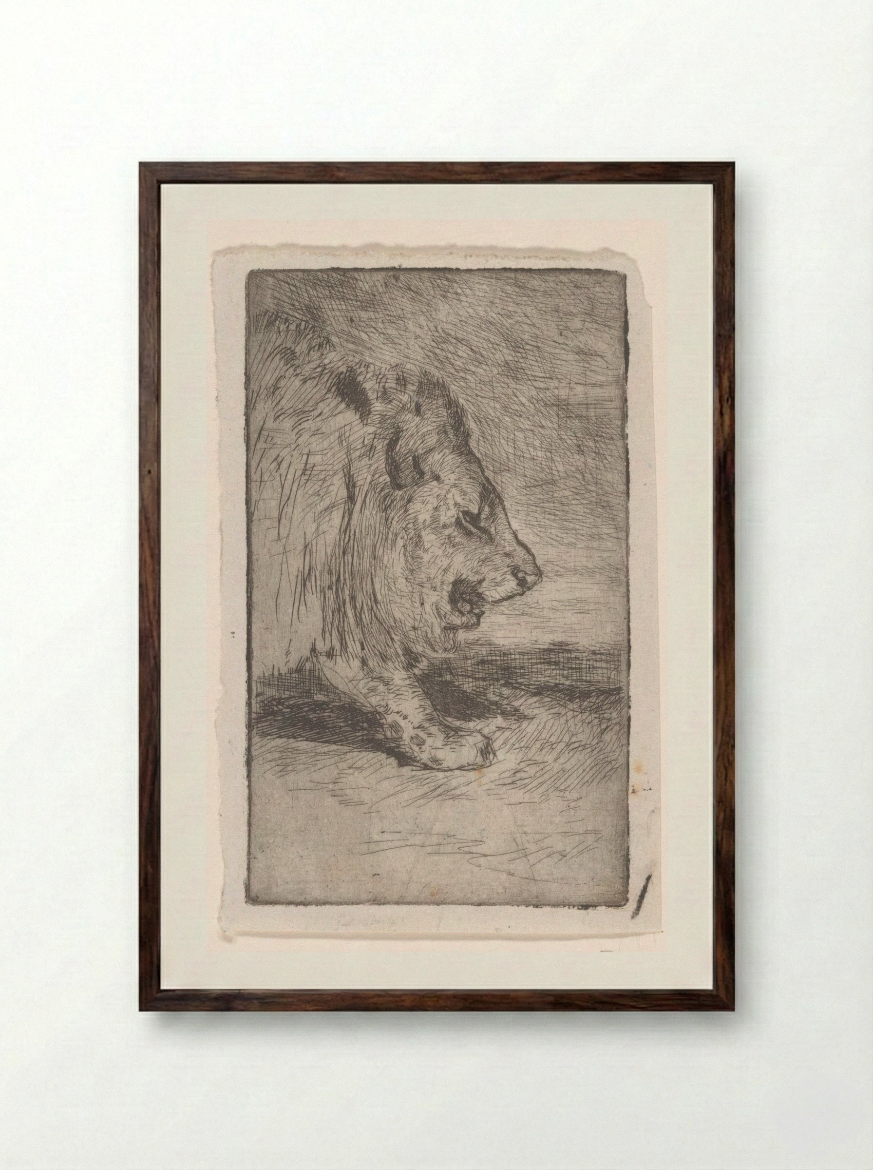 Leeuw (Lion) - Philip Zilcken - Framed Print Dark Wood