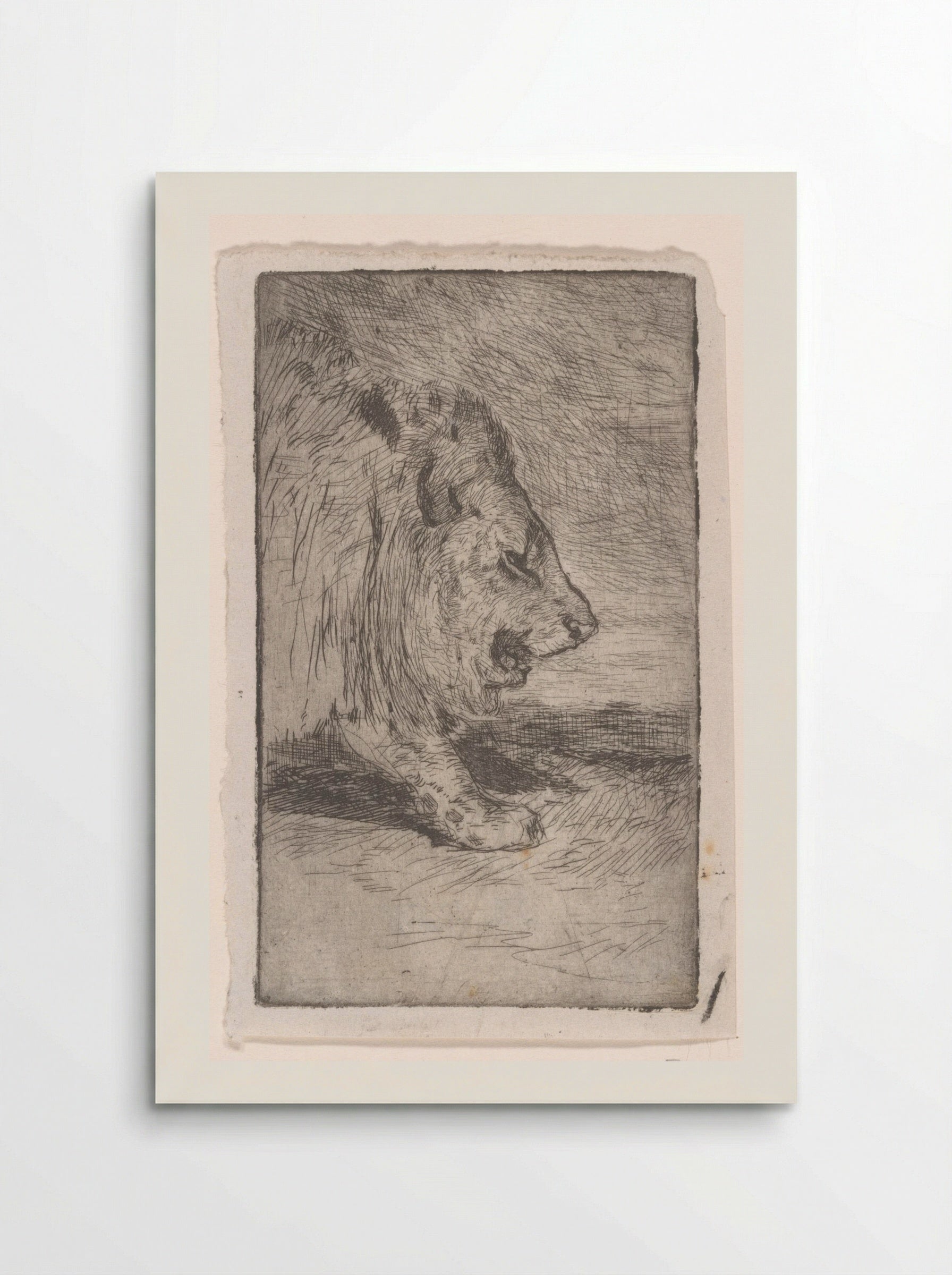 Leeuw (Lion) - Philip Zilcken - Poster