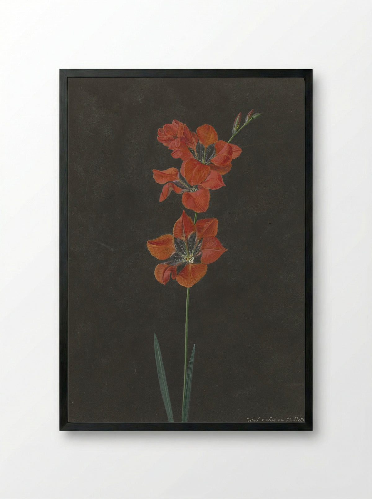 Lelie - F. L. Hoffmann - Framed Print Black