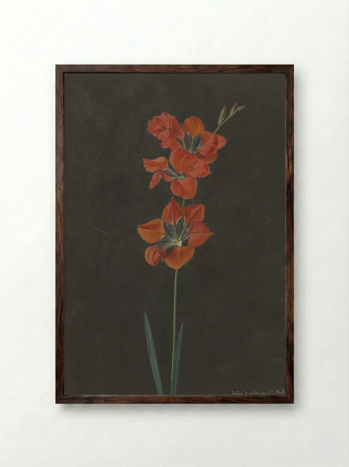 Lelie - F. L. Hoffmann - Framed Print Dark Wood