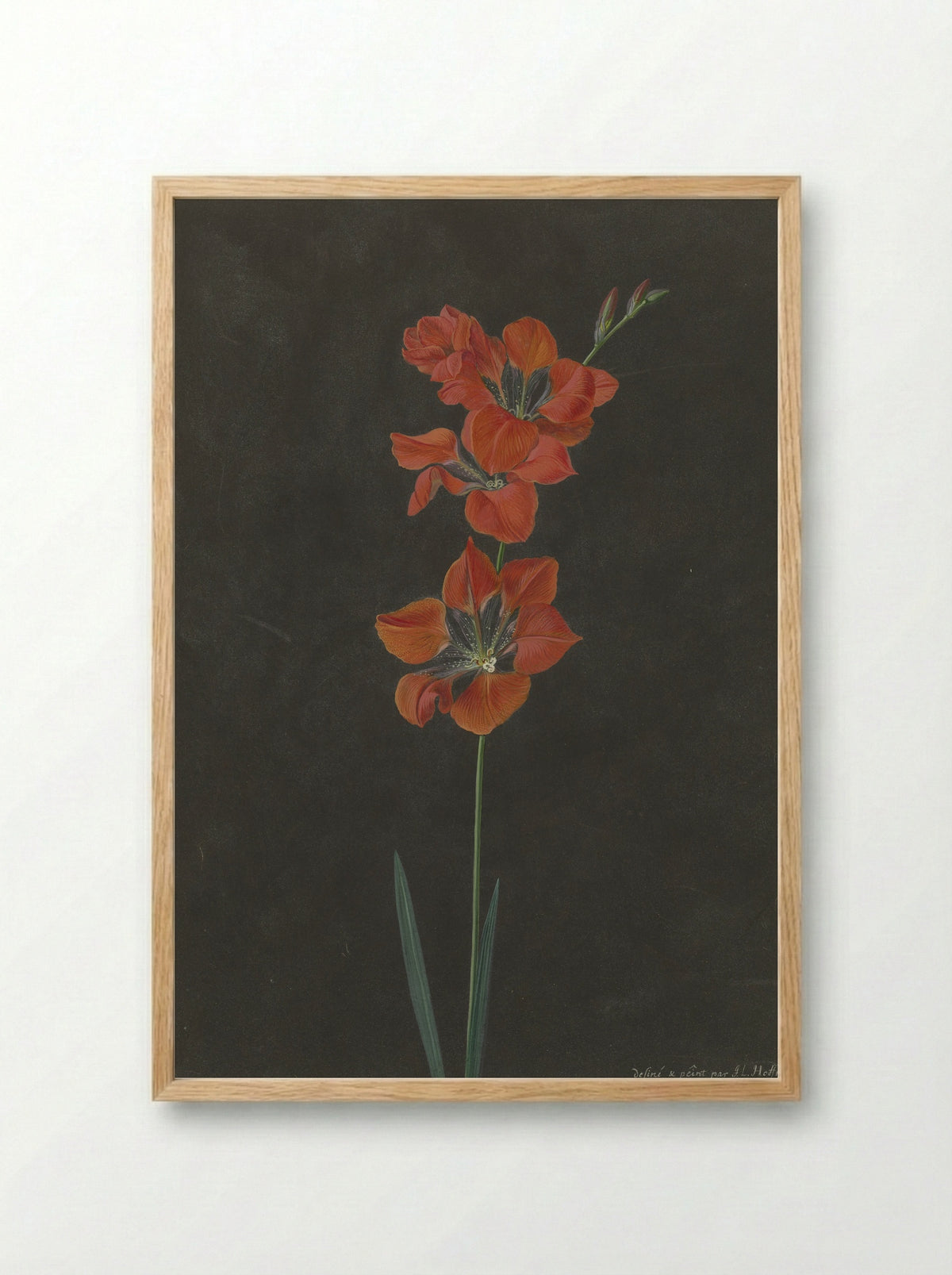 Lelie - F. L. Hoffmann - Framed Print Wood