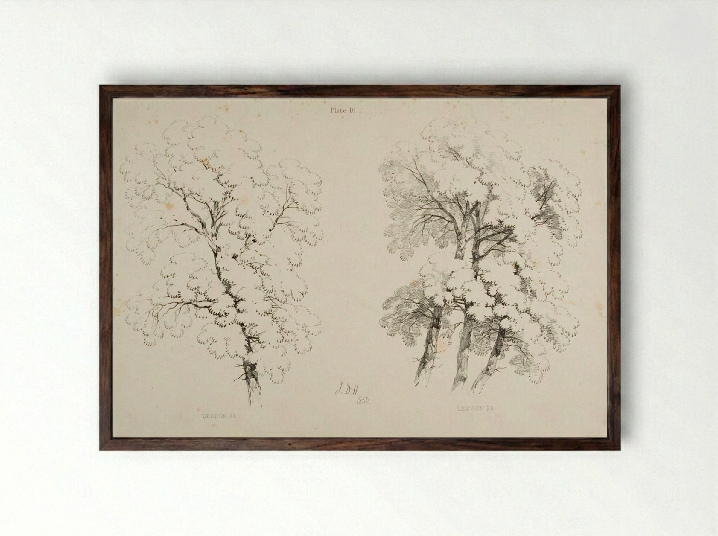 Lessons on Trees, Plate 10 (Elm Studies) - James Duffield Harding - Framed Print Dark Wood
