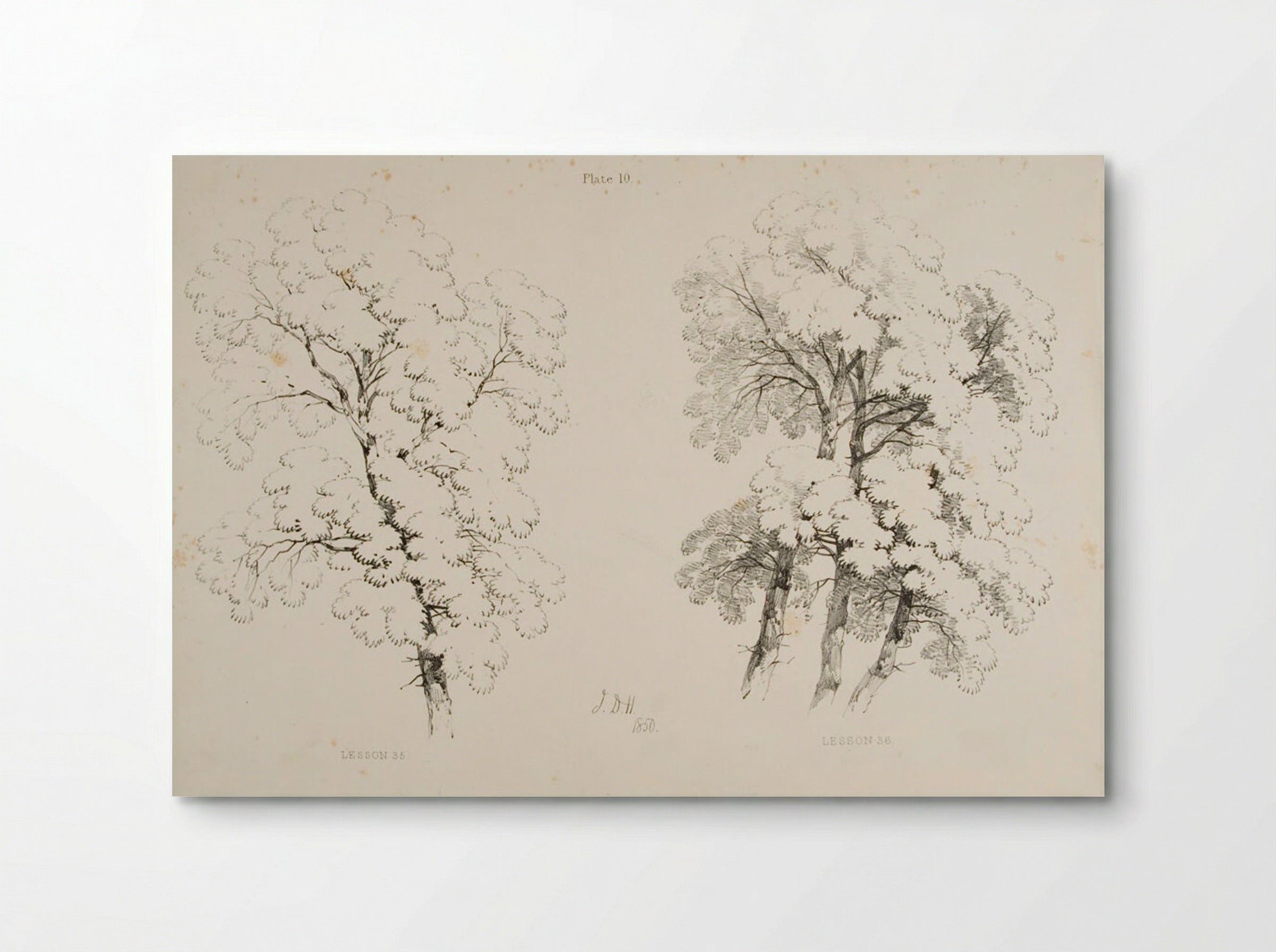 Lessons on Trees, Plate 10 (Elm Studies) - James Duffield Harding - Poster