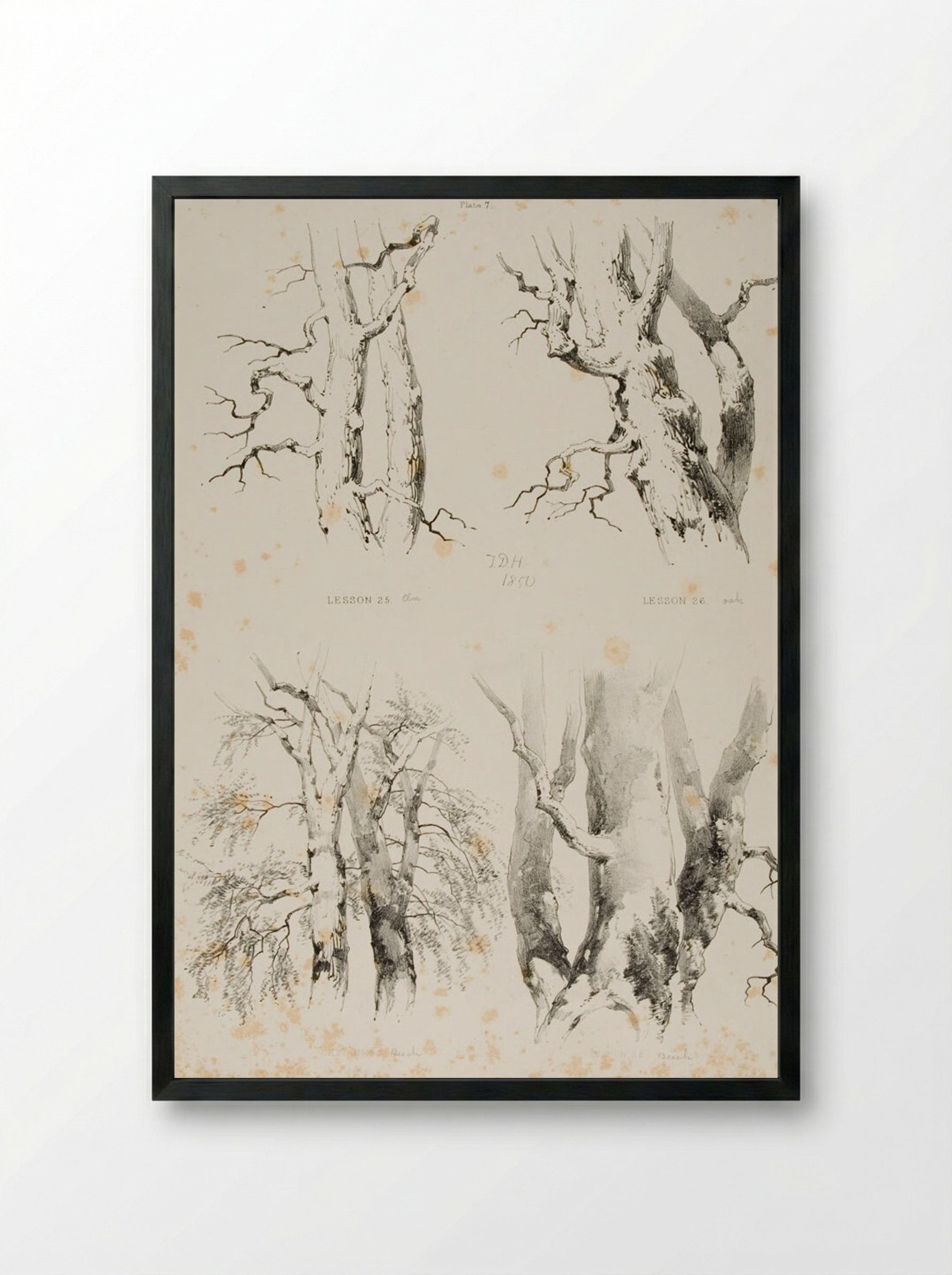Lessons on Trees, Plate 7 - James Duffield Harding - Framed Print Black