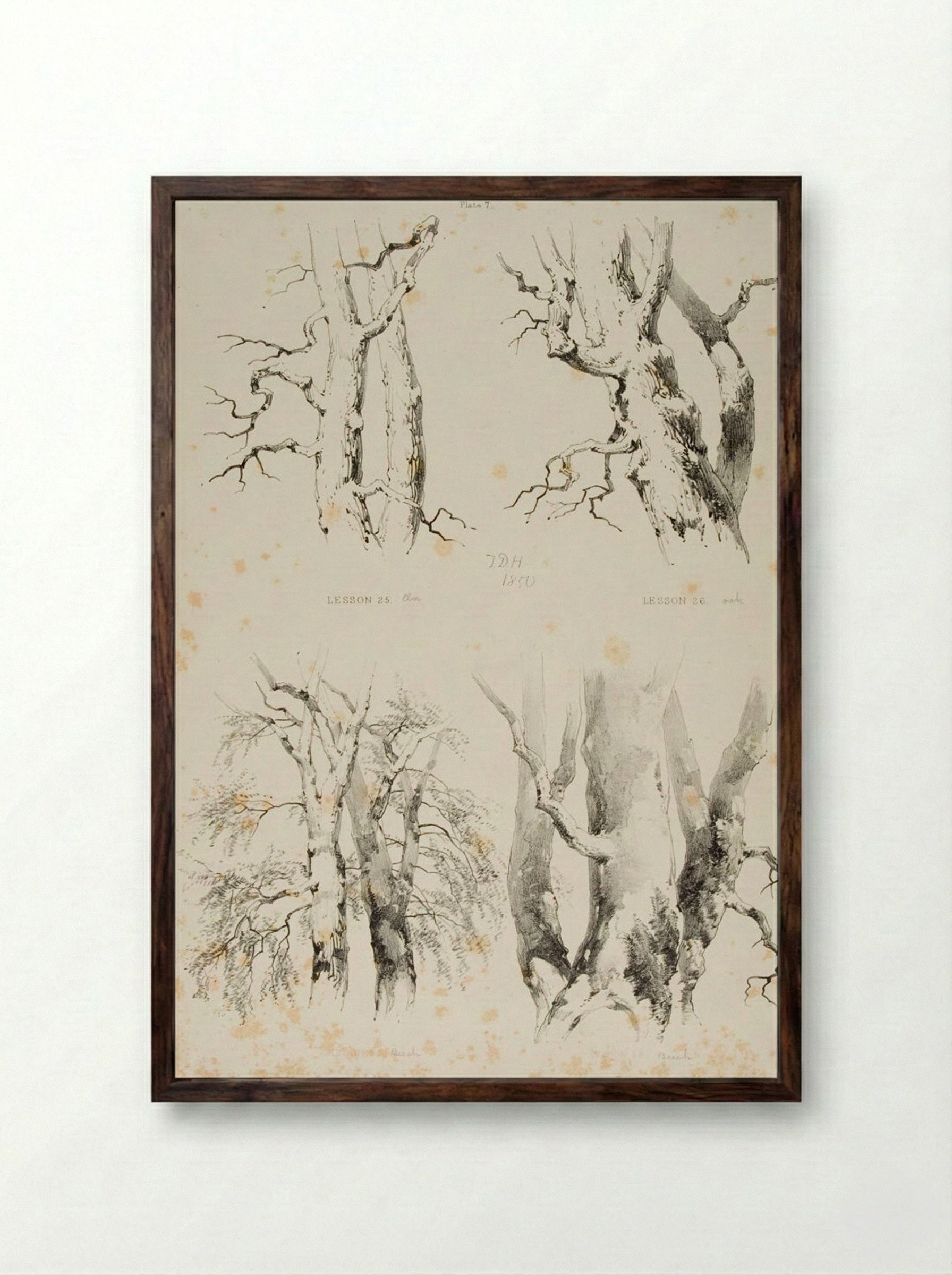 Lessons on Trees, Plate 7 - James Duffield Harding - Framed Print Dark Wood