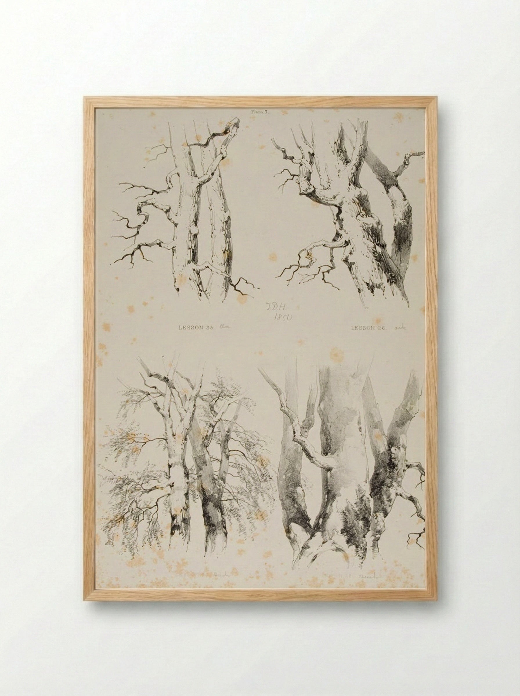 Lessons on Trees, Plate 7 - James Duffield Harding - Framed Print Wood