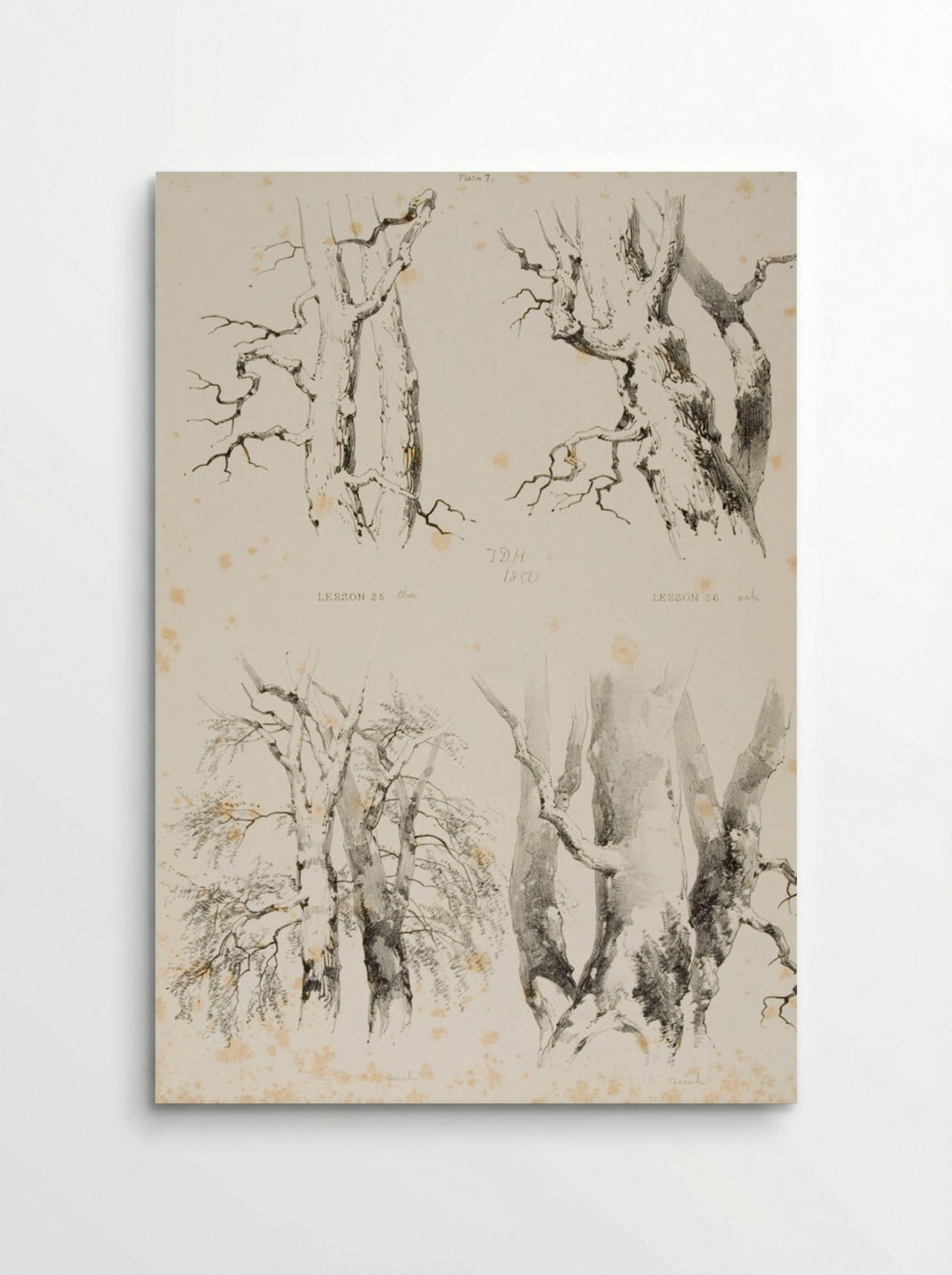Lessons on Trees, Plate 7 - James Duffield Harding - Poster