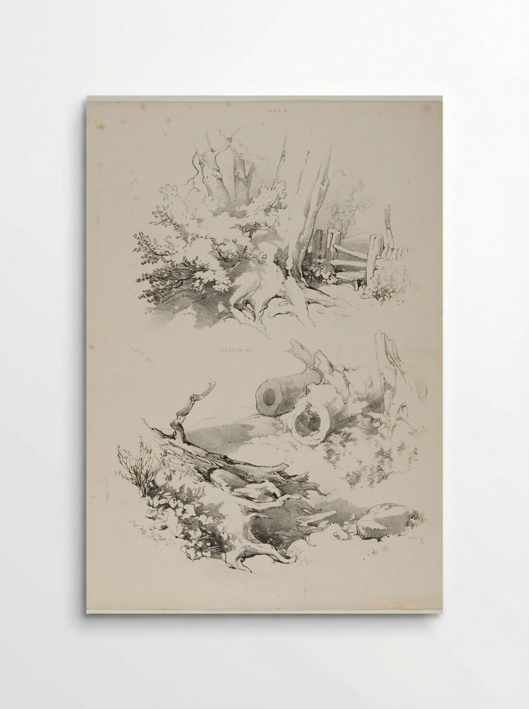 Lessons on Trees, plate 18 - James Duffield Harding - Poster