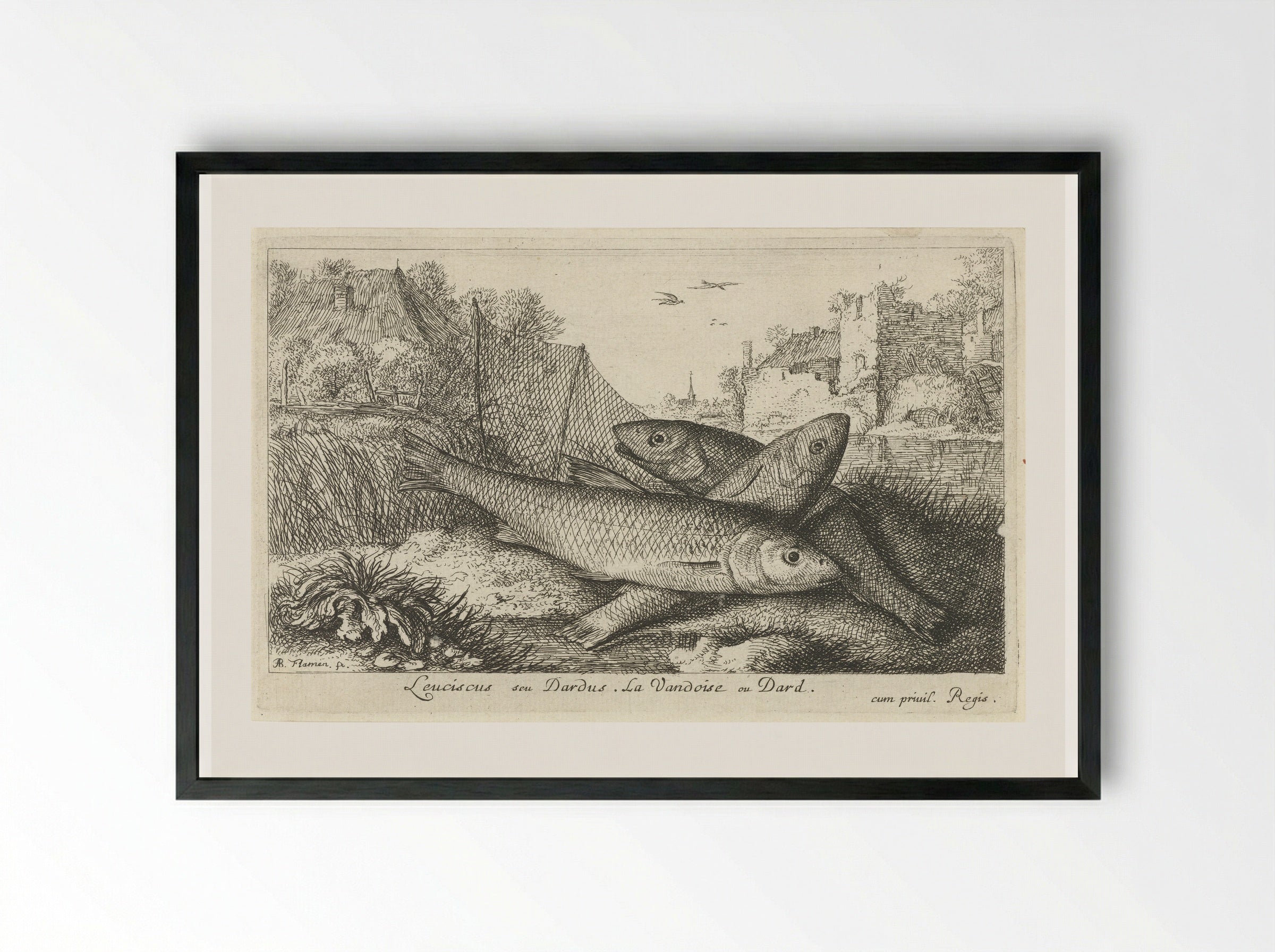 Leuciscus seu Dardus - Albert Flamen - Framed Print Black