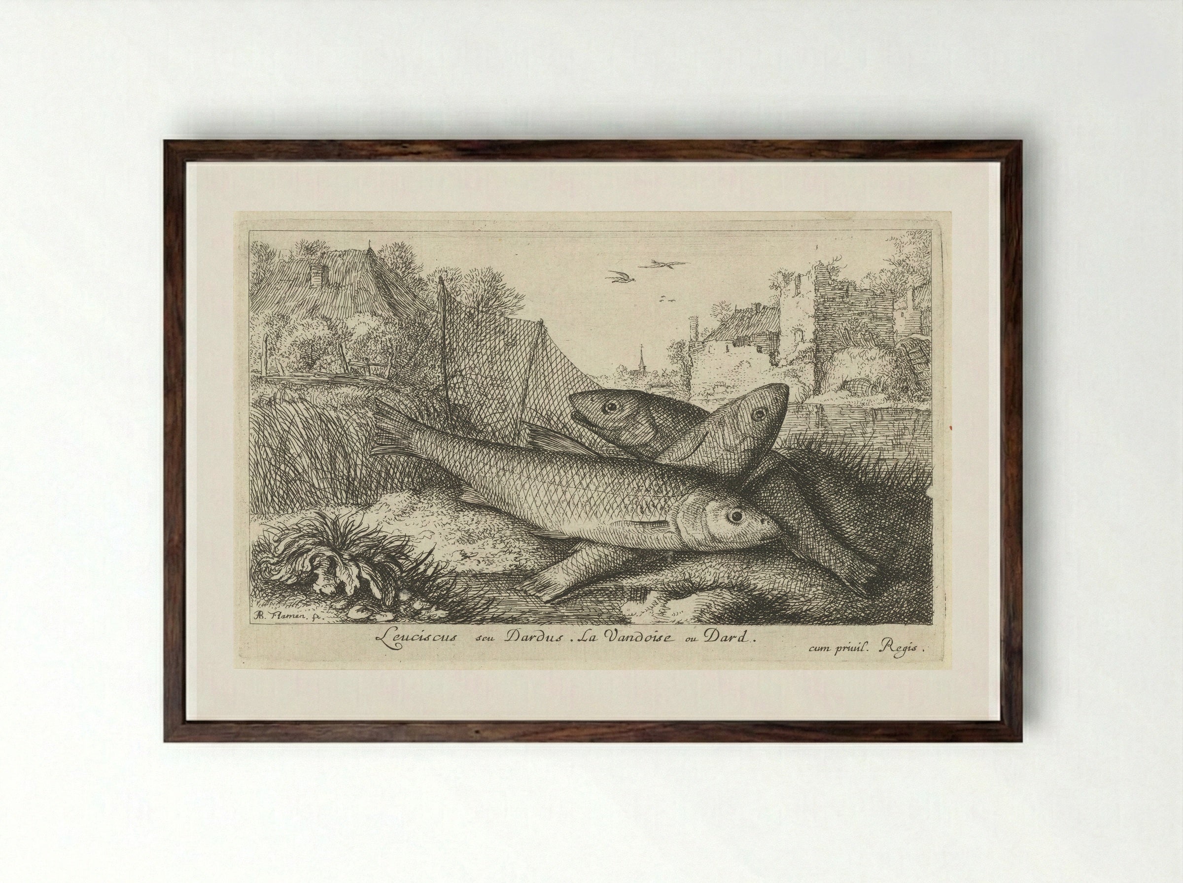Leuciscus seu Dardus - Albert Flamen - Framed Print Dark Wood