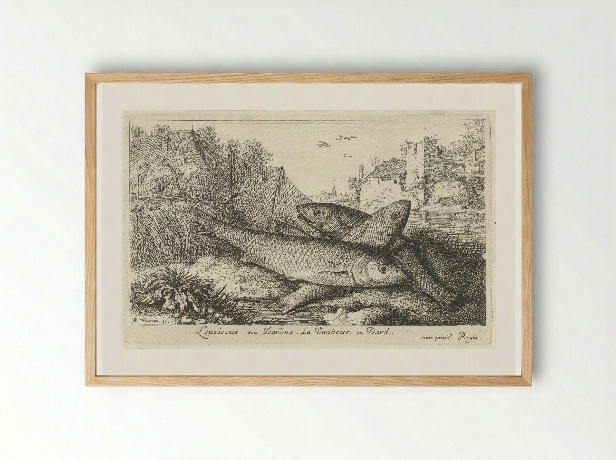 Leuciscus seu Dardus - Albert Flamen - Framed Print Wood