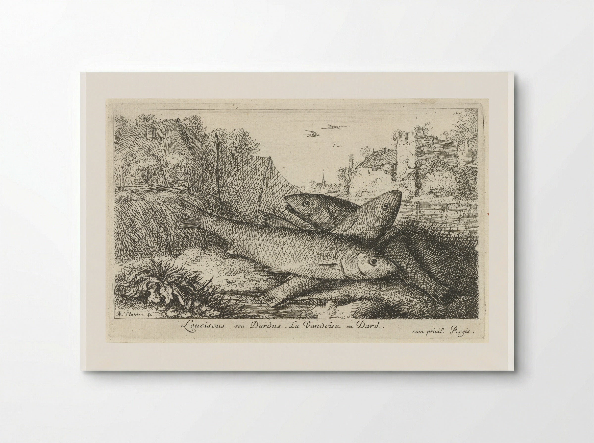 Leuciscus seu Dardus - Albert Flamen - Poster
